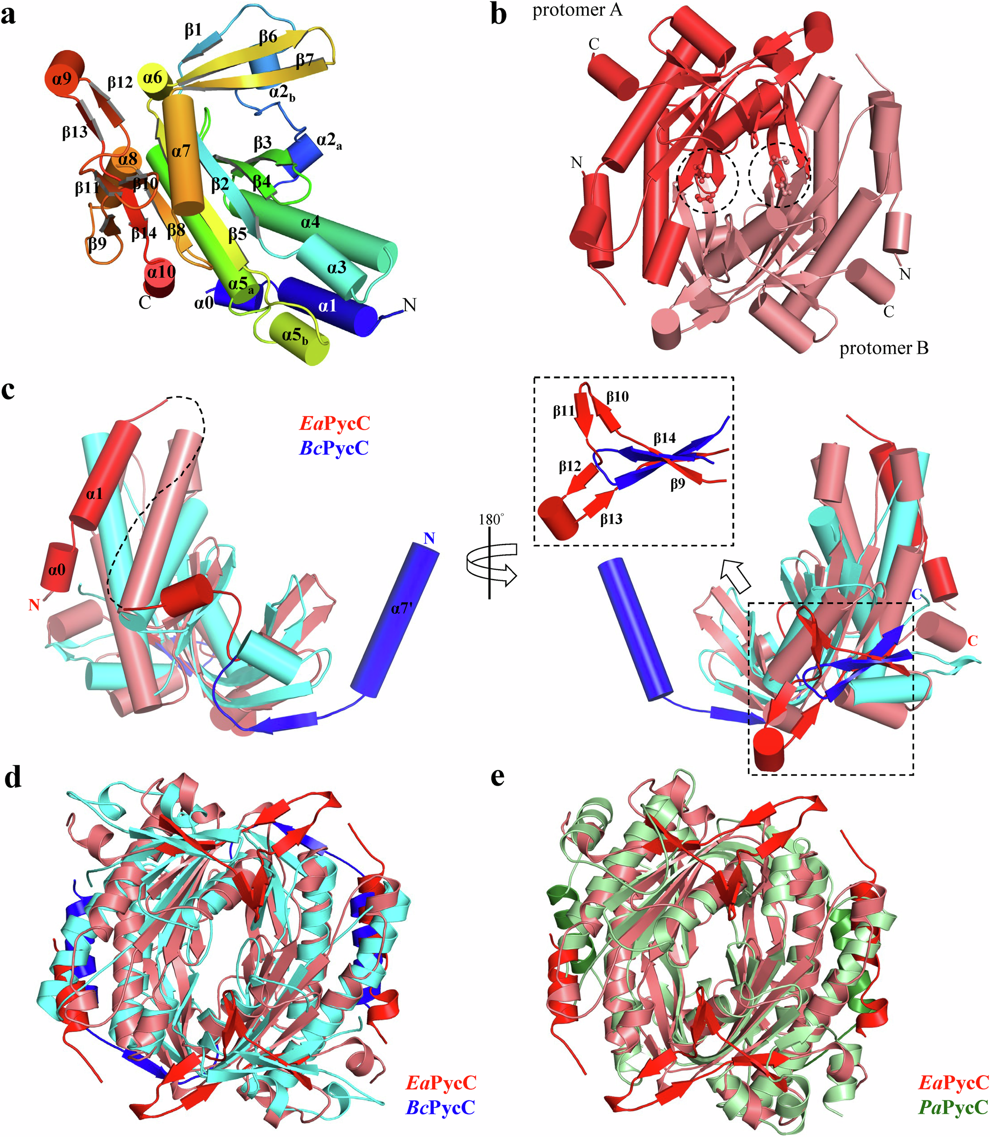 Fig. 1: Structural characterization of a cCMP-synthesizing PycC cyclase, EaPycC.