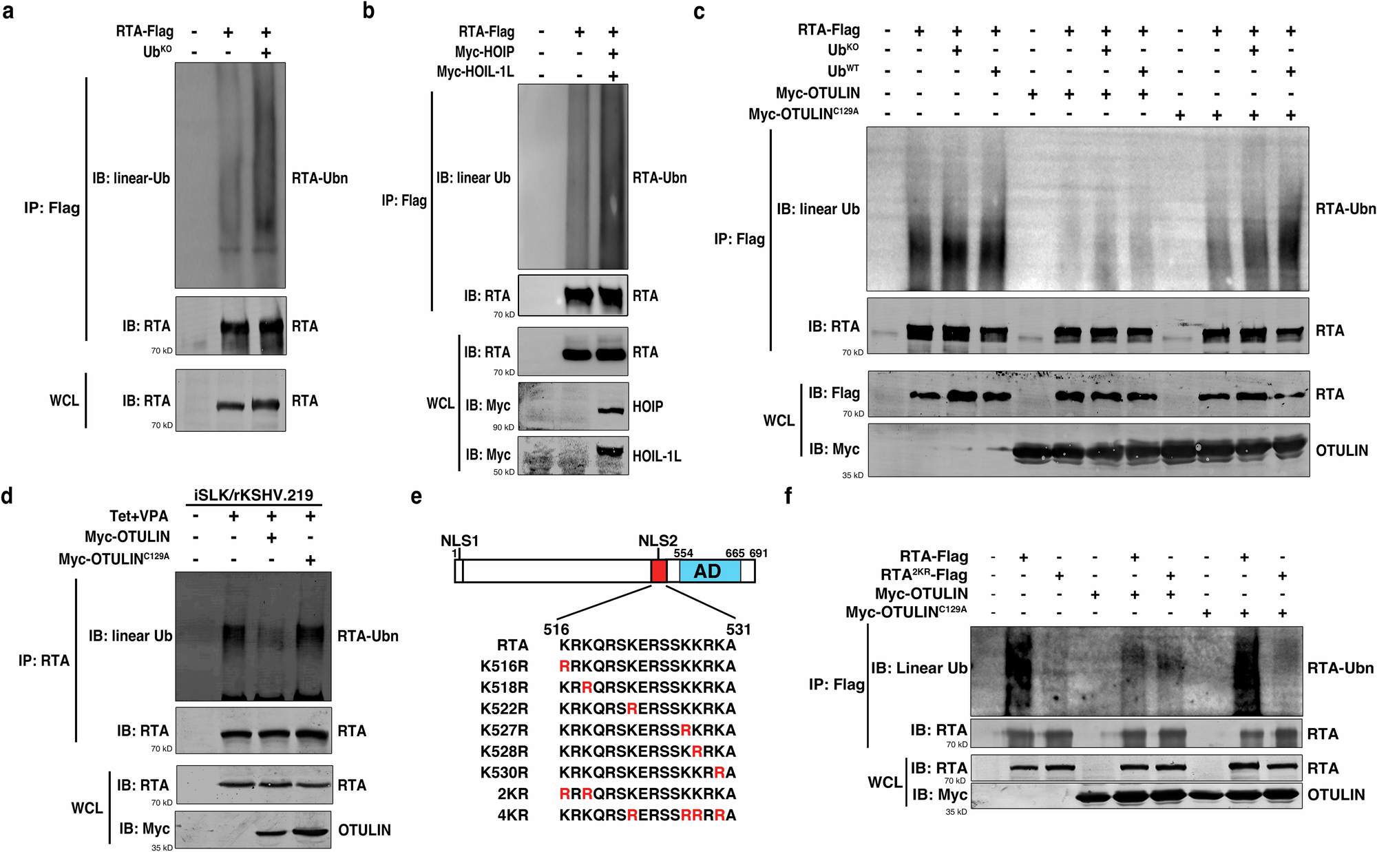 Fig. 3: HOIP/OTULIN control the M1 ubiquitination of RTA-K516 and -K518.