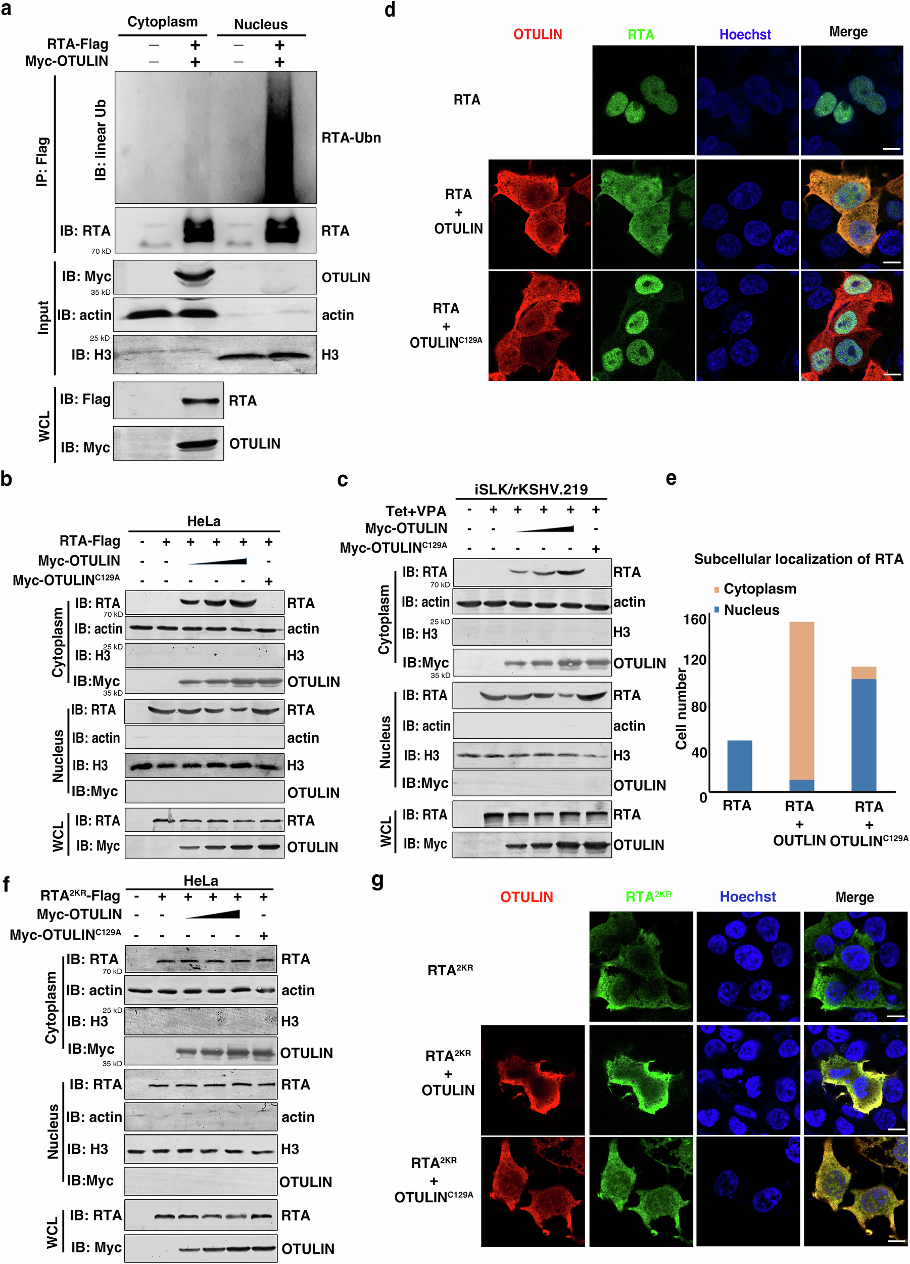 Fig. 4: OTULIN relocates RTA from the nucleus to the cytoplasm.