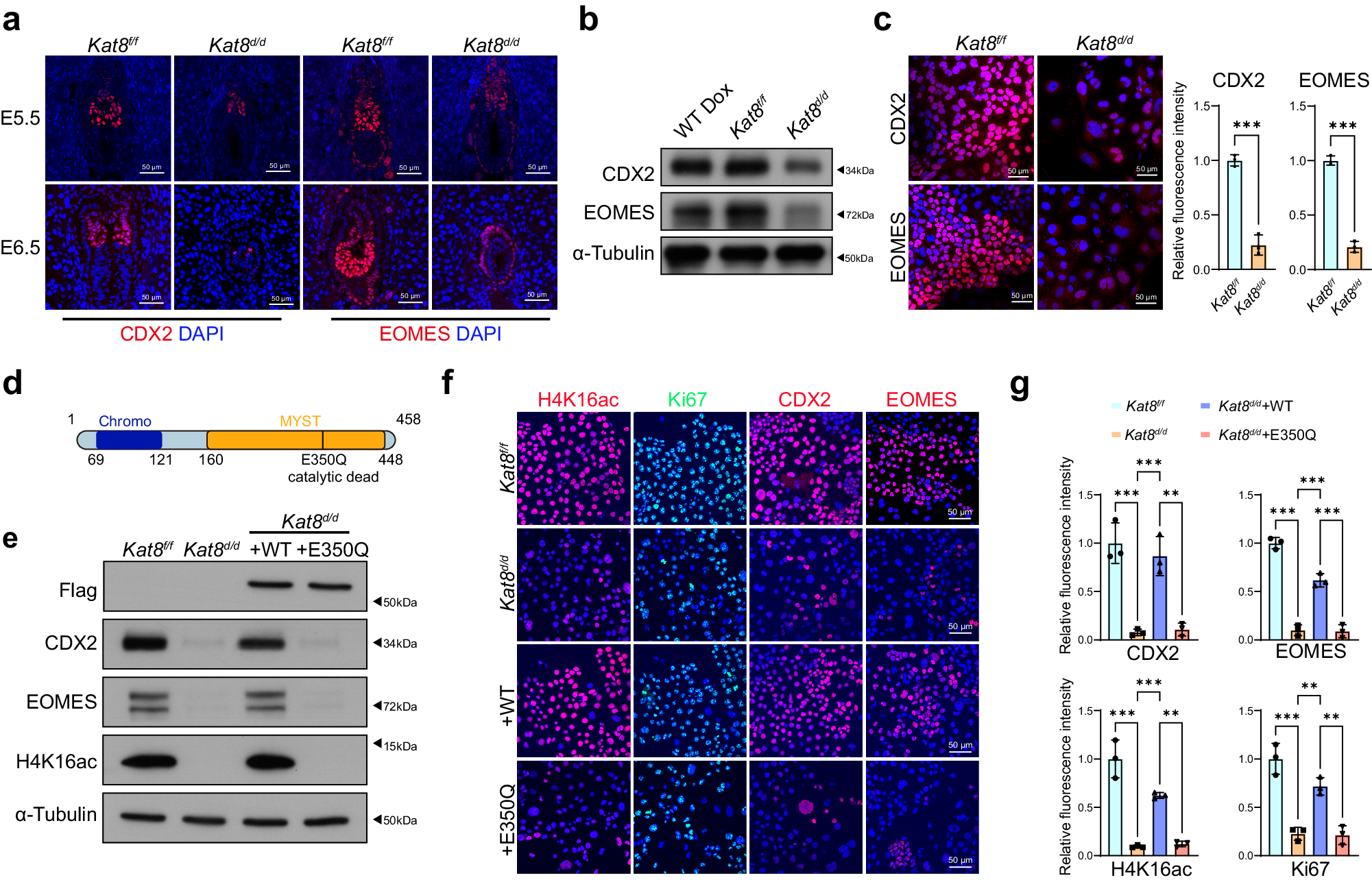 Fig. 3: KAT8 is required for CDX2 expression.