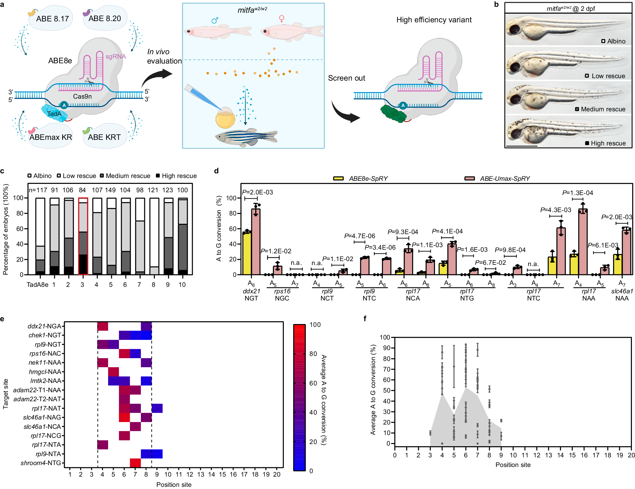 Fig. 1: Efficient adenine base editing mediated by ABE-Umax-SpRY.