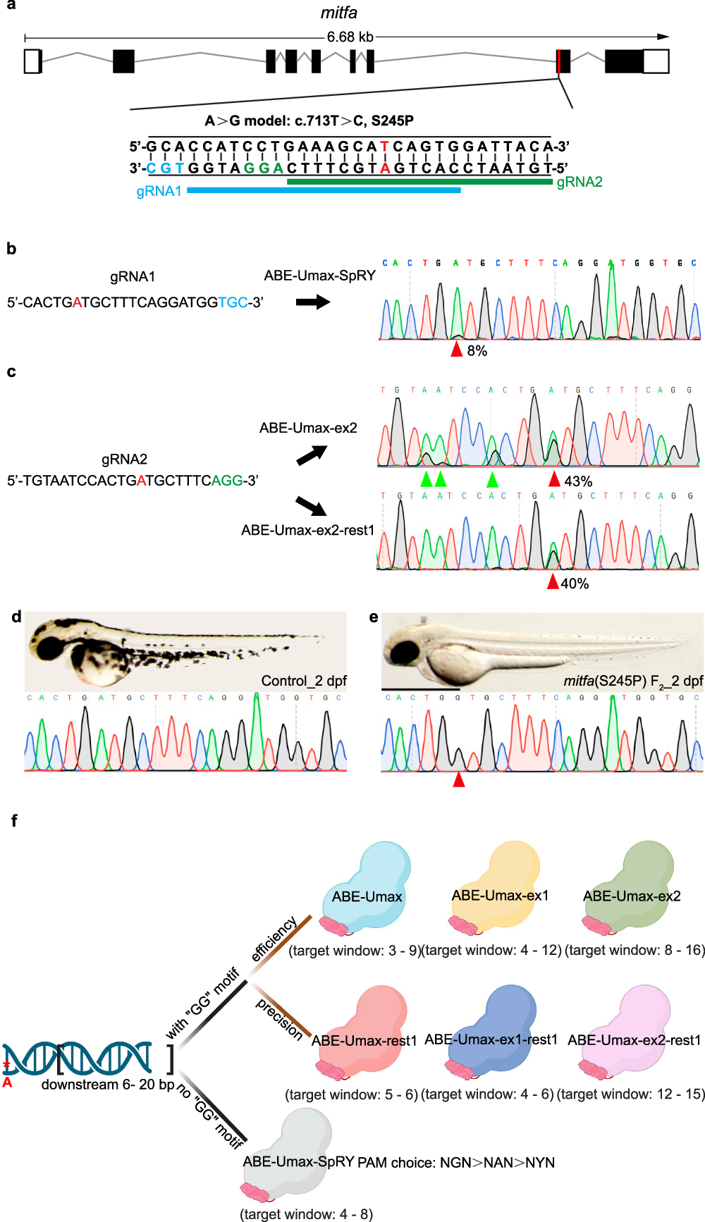 Fig. 7: Disease modeling using ABE-Umax editors.
