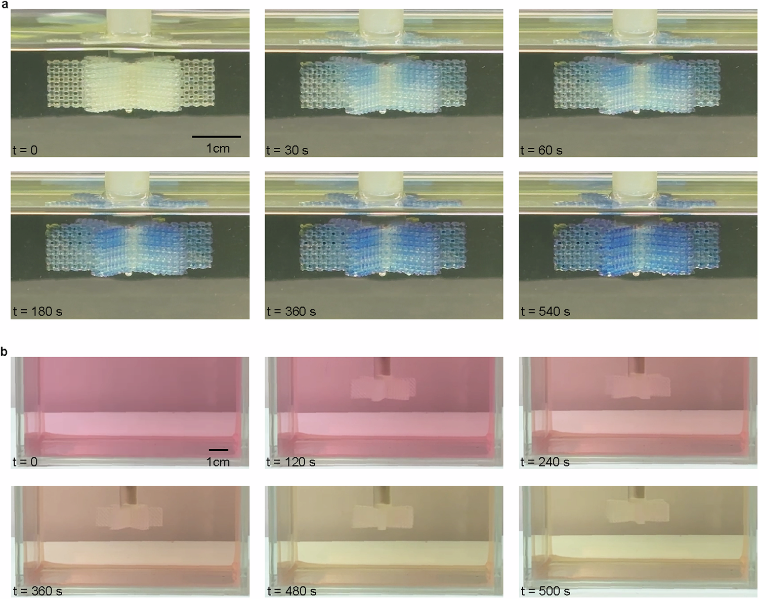 Fig. 4: Chromogenic reaction.
