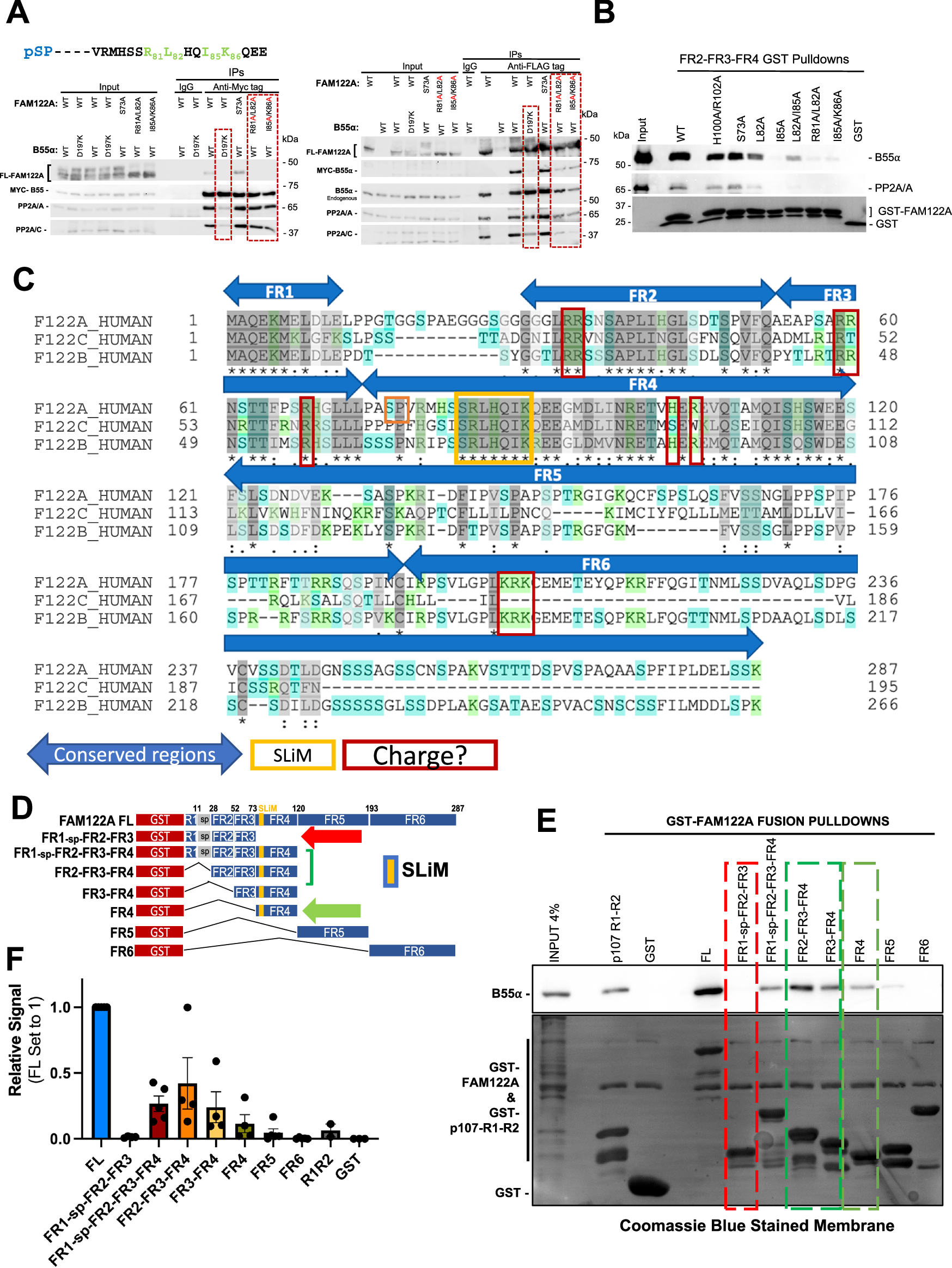 Fig. 2: SLiM residues are required for FAM122A binding to B55α.