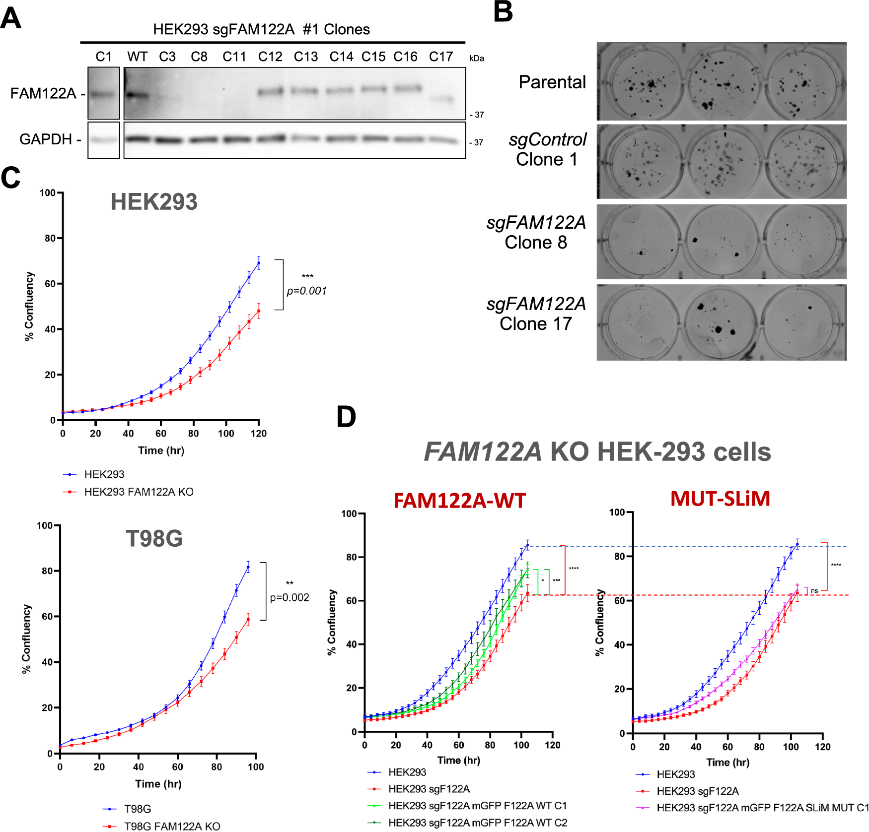 Fig. 6: Ablation of FAM122A results in reduced proliferation that is rescued by re-expression of FAM122A in a SLiM-dependent manner.