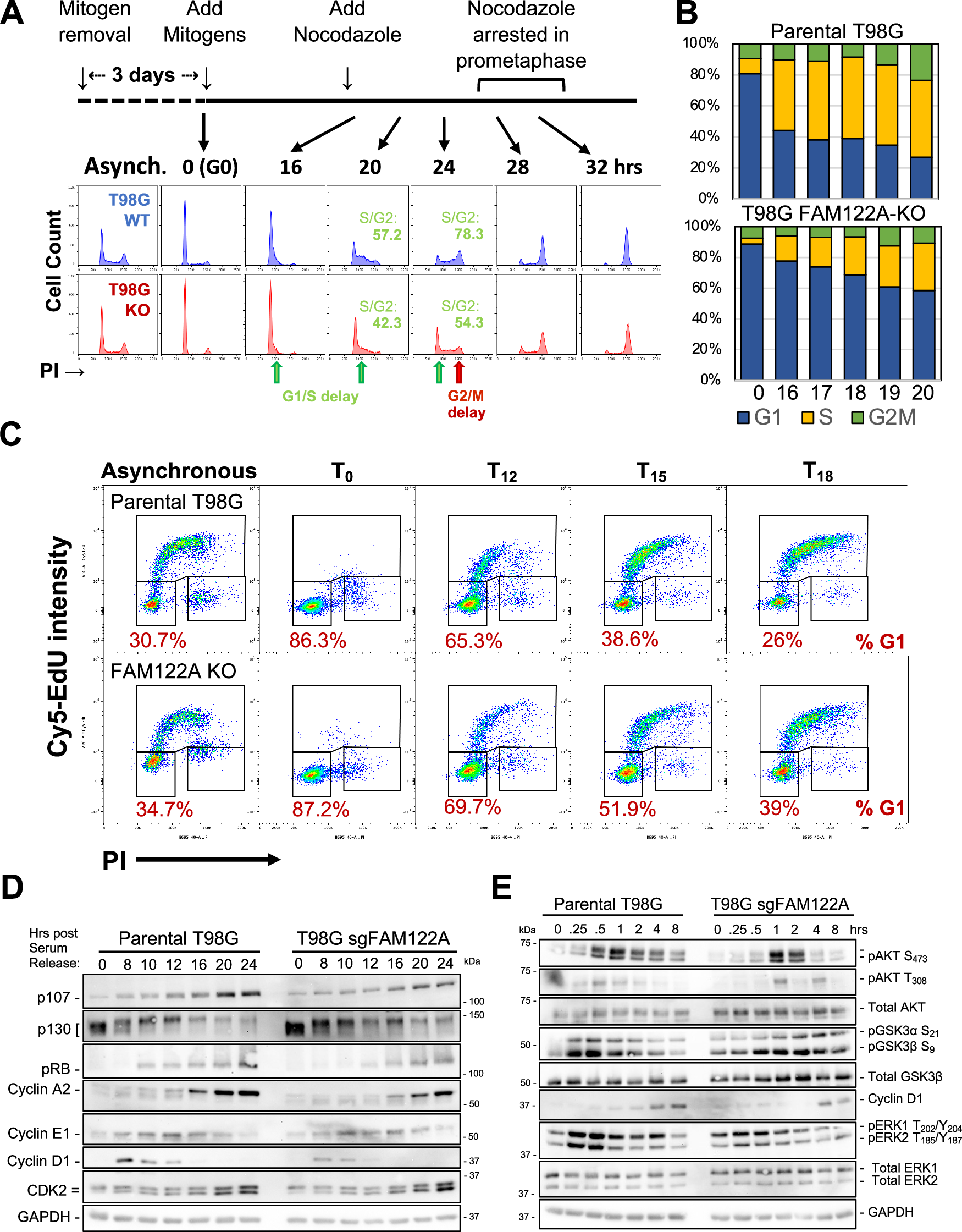 Fig. 7: FAM122A is required for cell cycle entry and progression through the G1 phase of the cell cycle following mitogen stimulation.