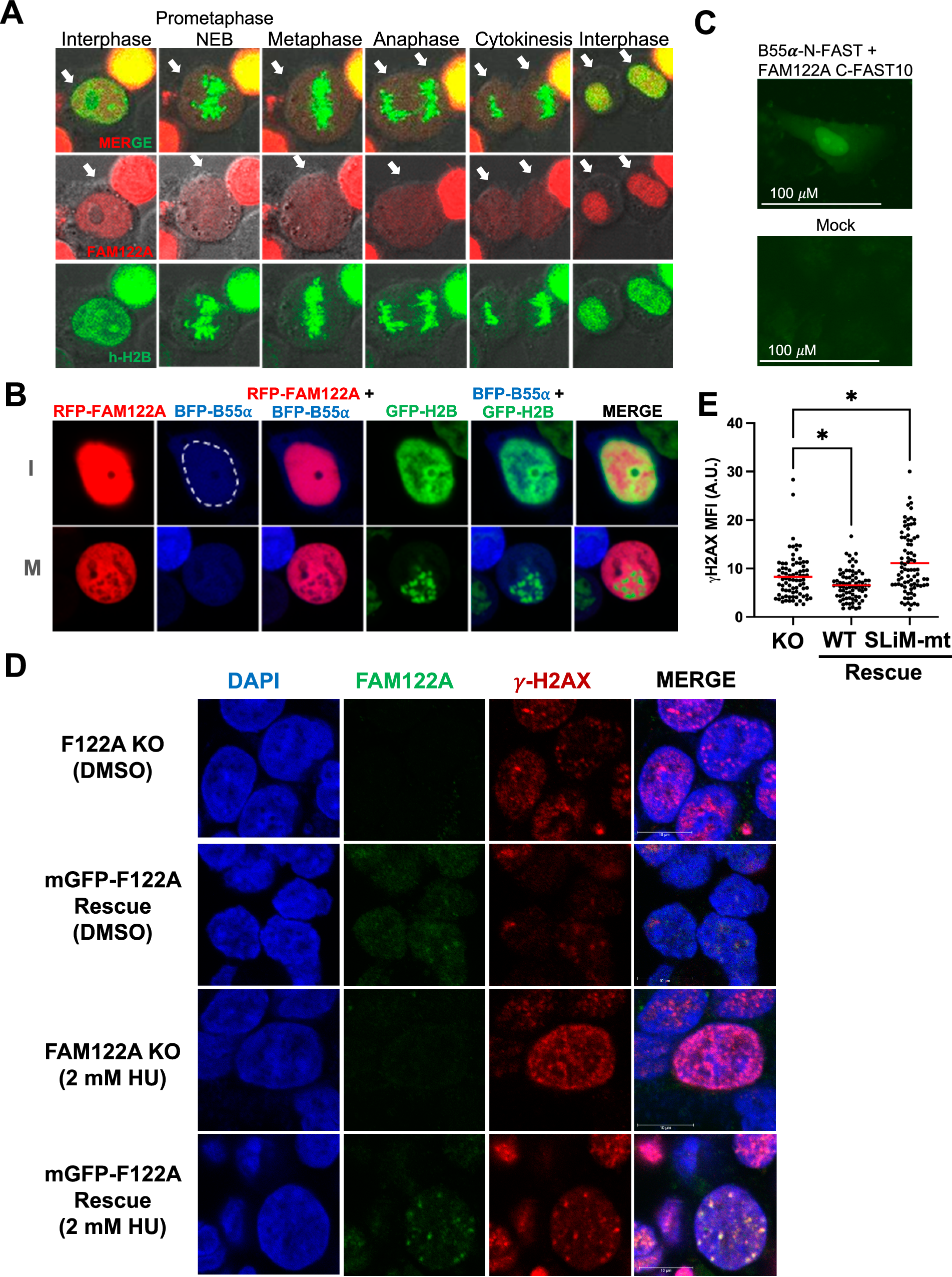 Fig. 9: FAM122A is localized in the nucleus in interphase and to DNA damage foci in response to replication stress.