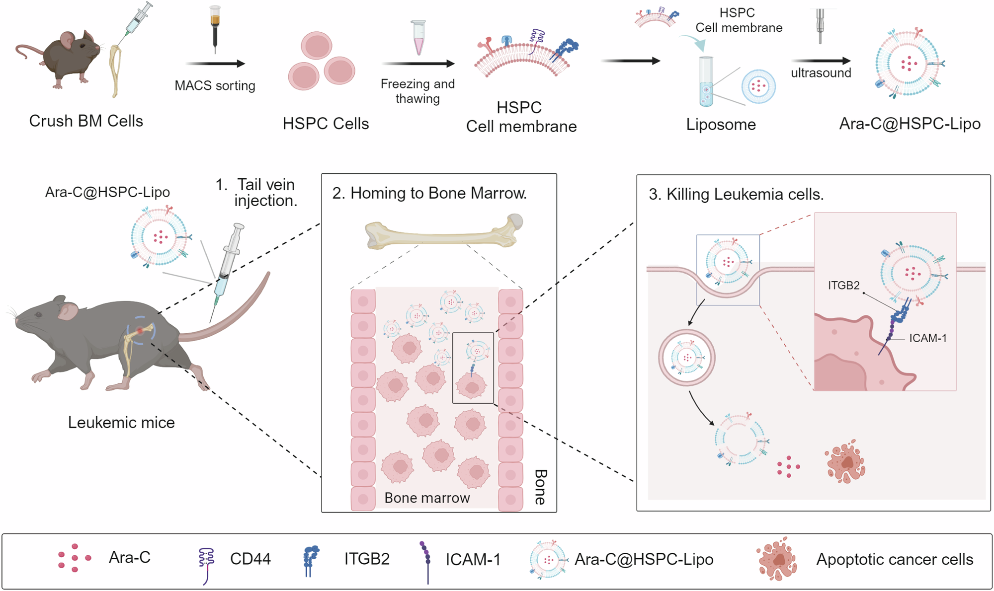 Fig. 1: Schematic of hematopoietic stem and progenitor cell membrane-coated vesicles (HSPC-Lipo) production and anti-leukemic treatment.