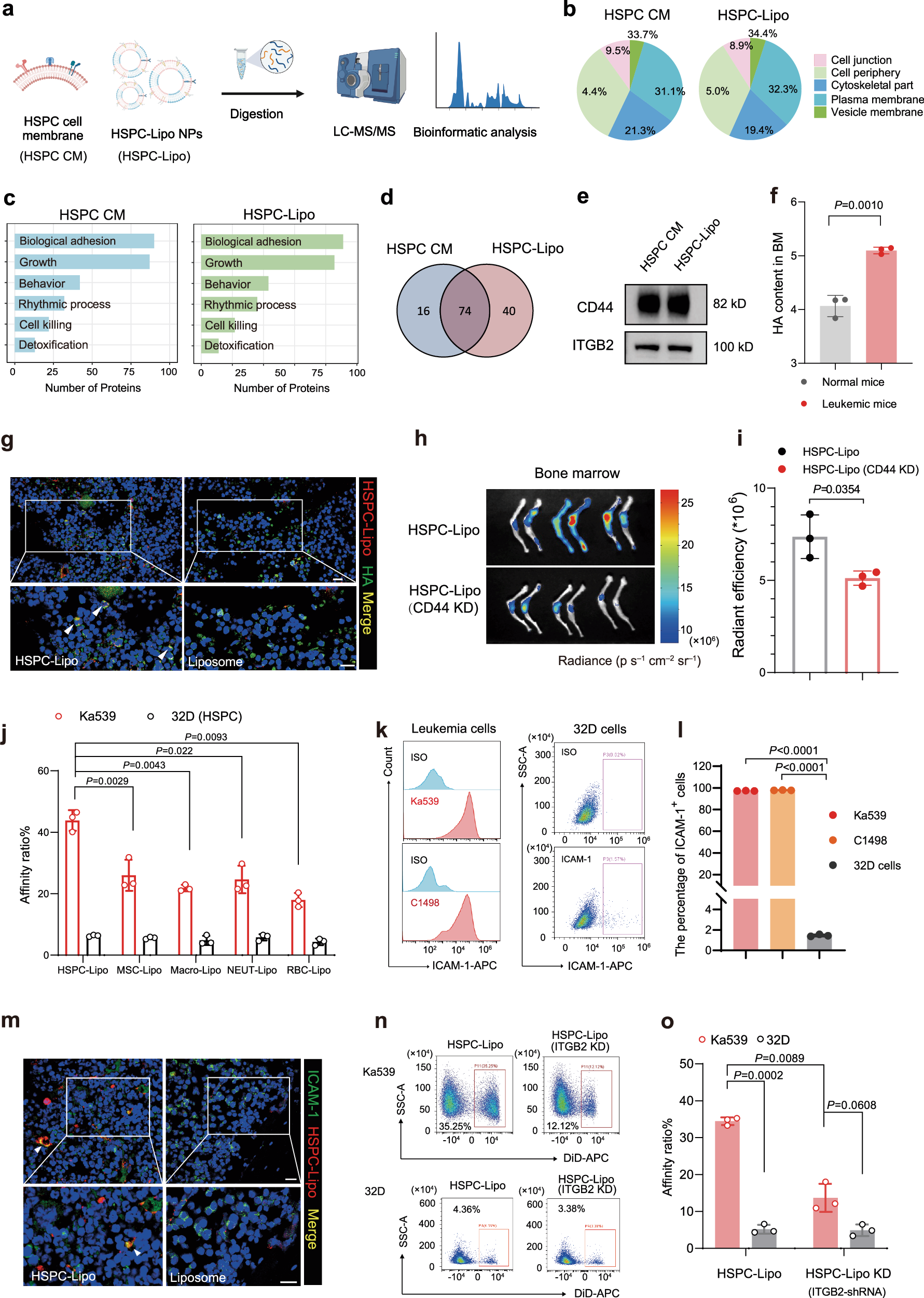 Fig. 3: HSPC-Lipo exhibits higher affinity to leukemic cells.
