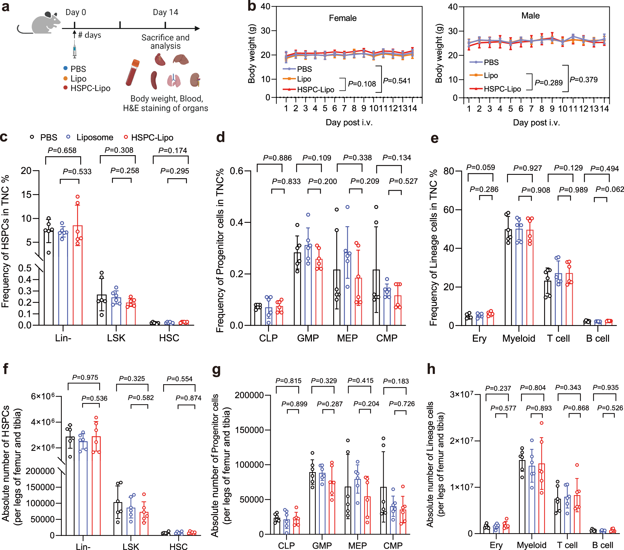 Fig. 8: Safety evaluation and analysis of HSPC-Lipo.