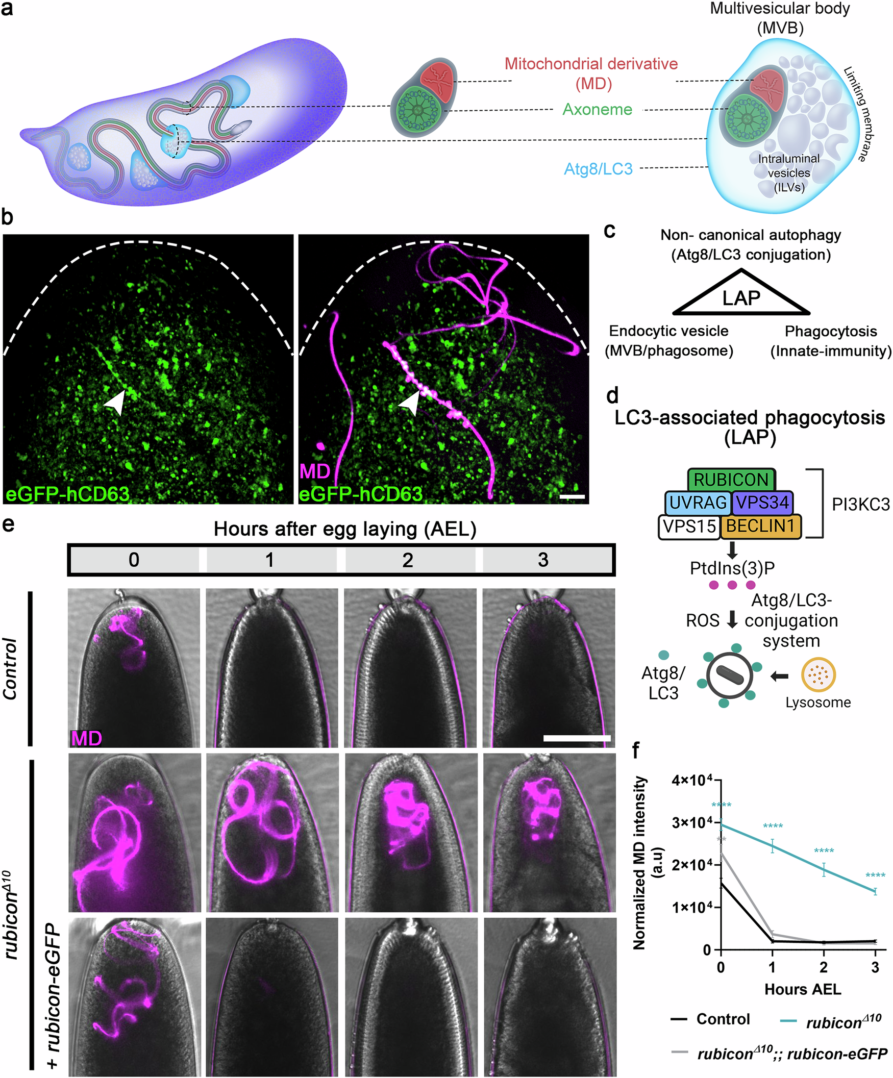 Egg multivesicular bodies elicit an LC3-associated phagocytosis 