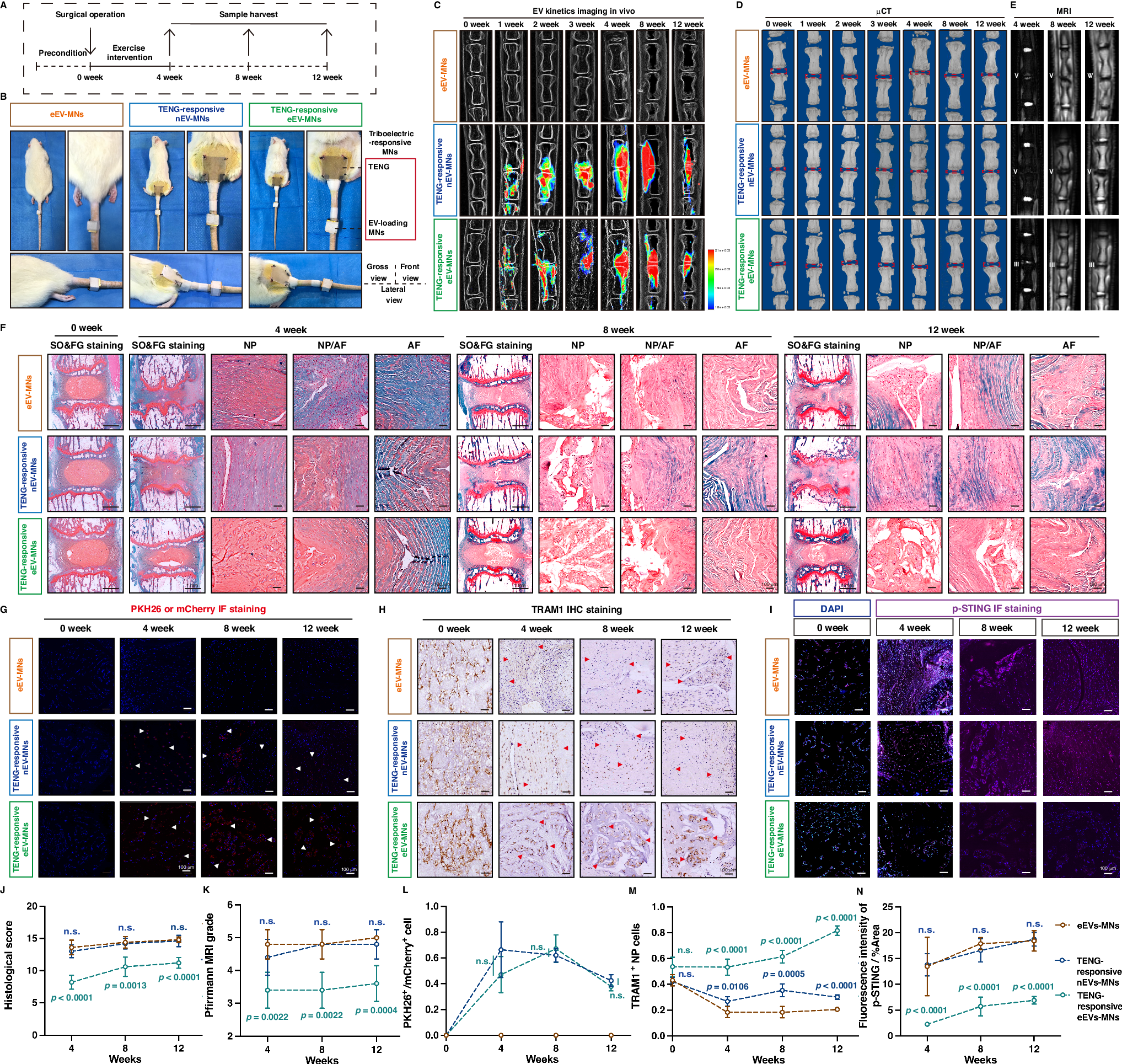 Fig. 6: Self-powered triboelectric-responsive MN system alleviated the senescence-associated degenerative process of IVDs.