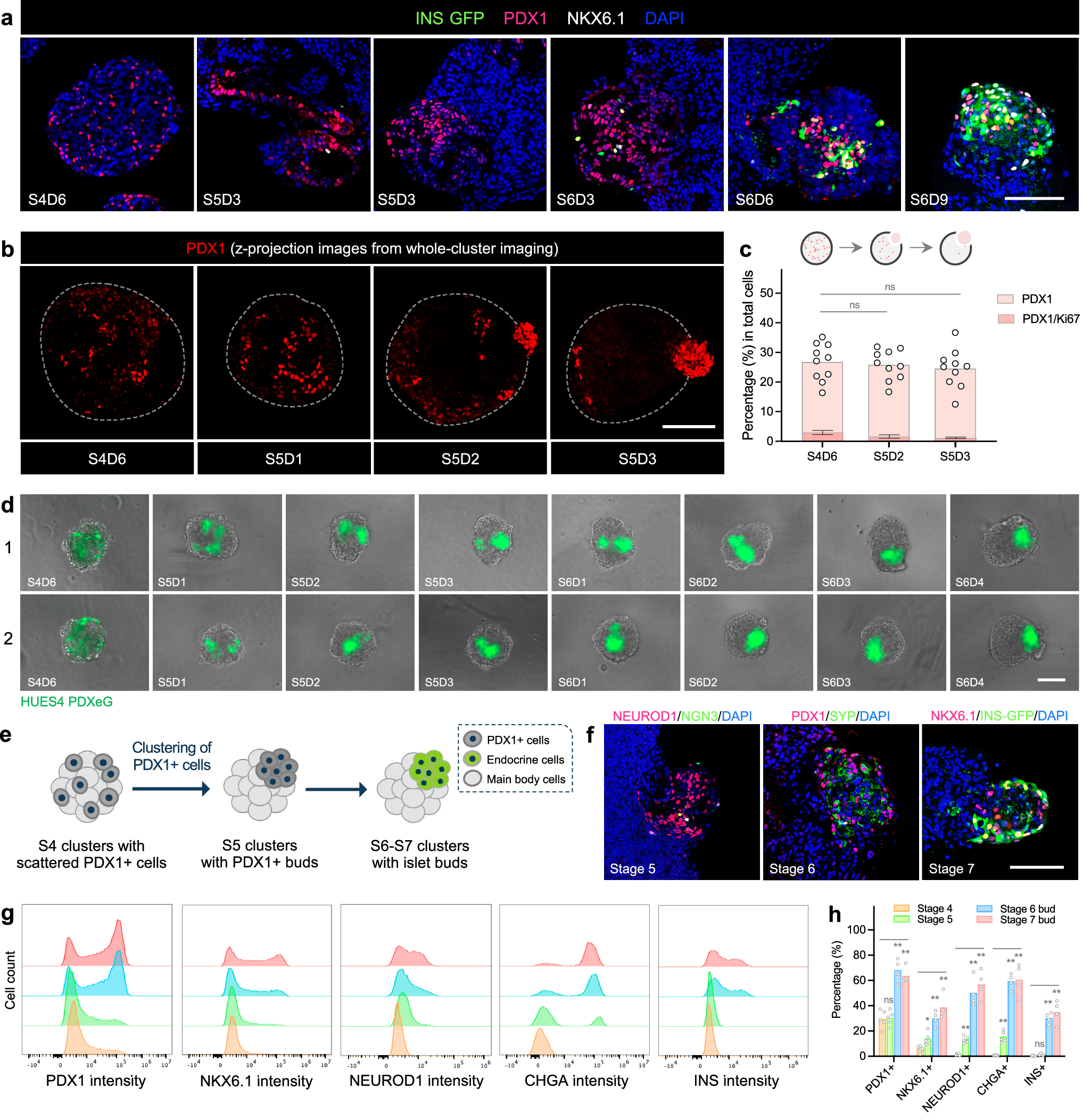 Fig. 2: Clustering of PDX1+ cells initiates bud niche formation and facilitates local endocrine cell induction.