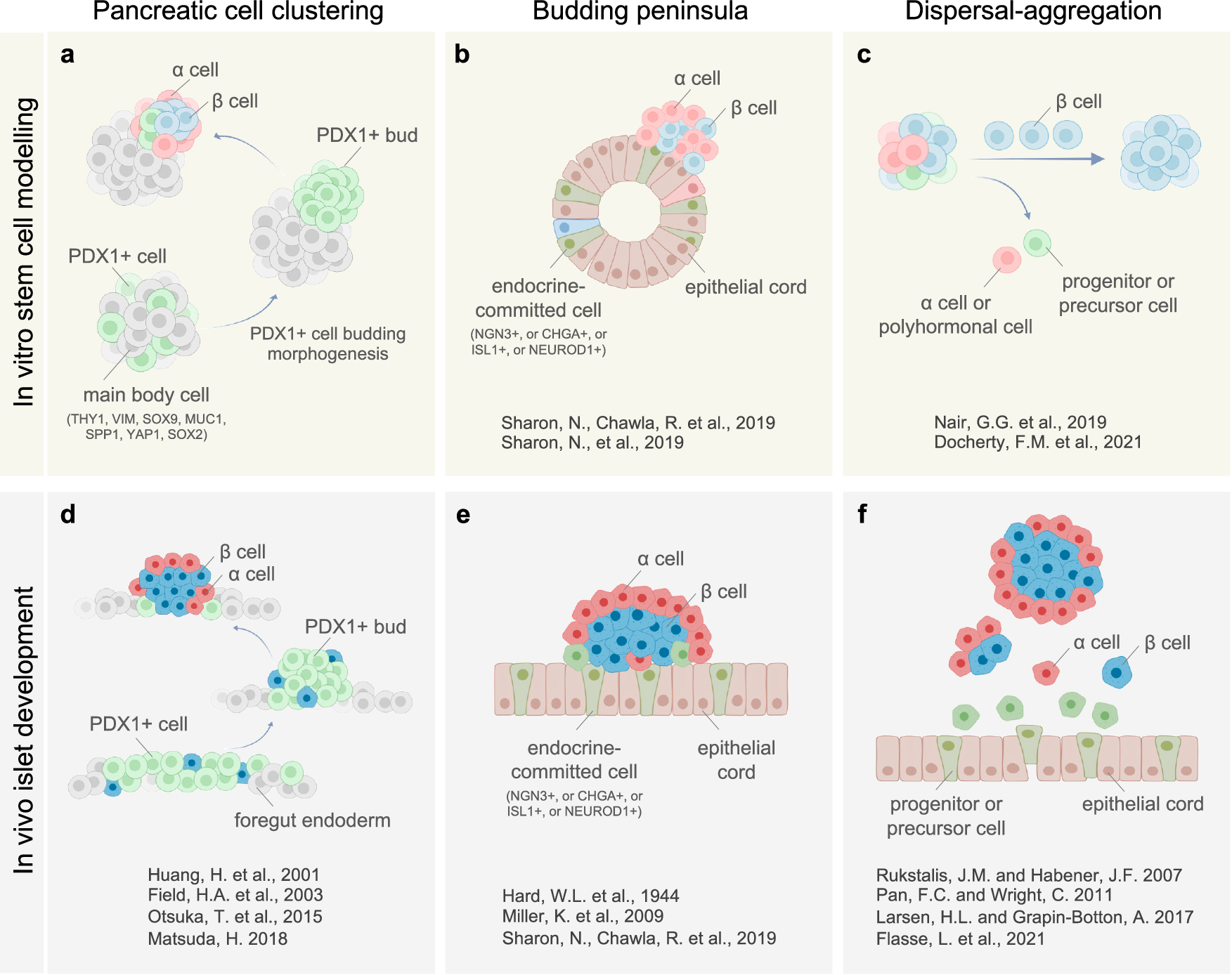 Fig. 7: A summary of three concepts for islet formation and morphogenesis.