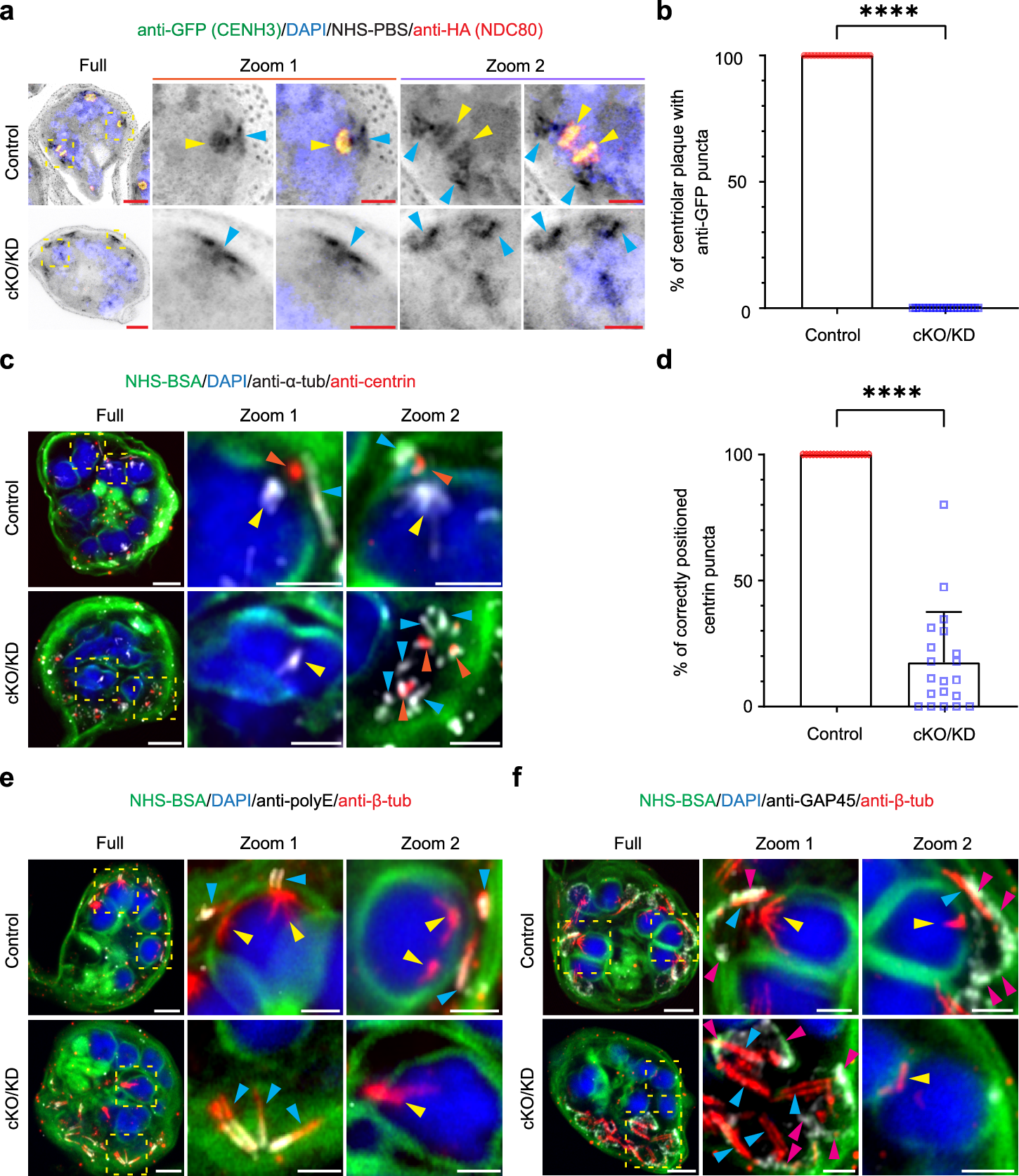 Fig. 3: PfNDC80 is required for correct positioning of centromeres, the outer centriolar plaque and the apical complex.