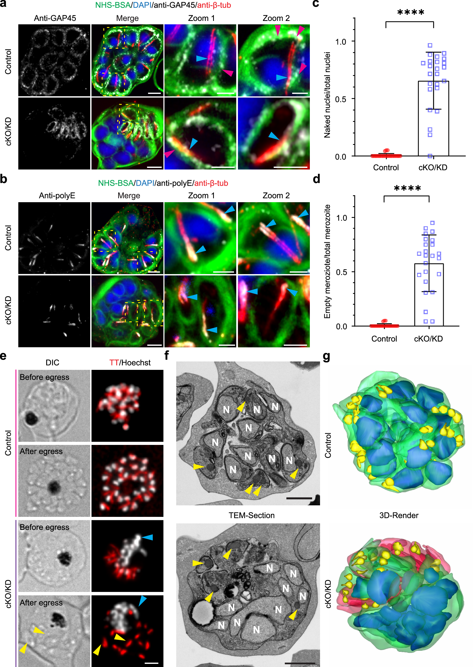 Fig. 4: PfNDC80-deficient parasites fail to form intact merozoites.