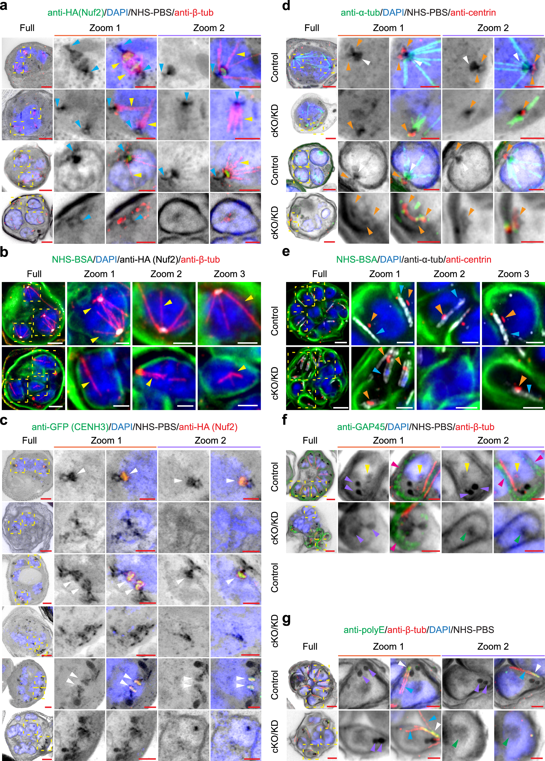 Fig. 5: PfNuf2 disruption physically separates the two domains of the centriolar plaque, but microtubule polymerising capacity is retained.