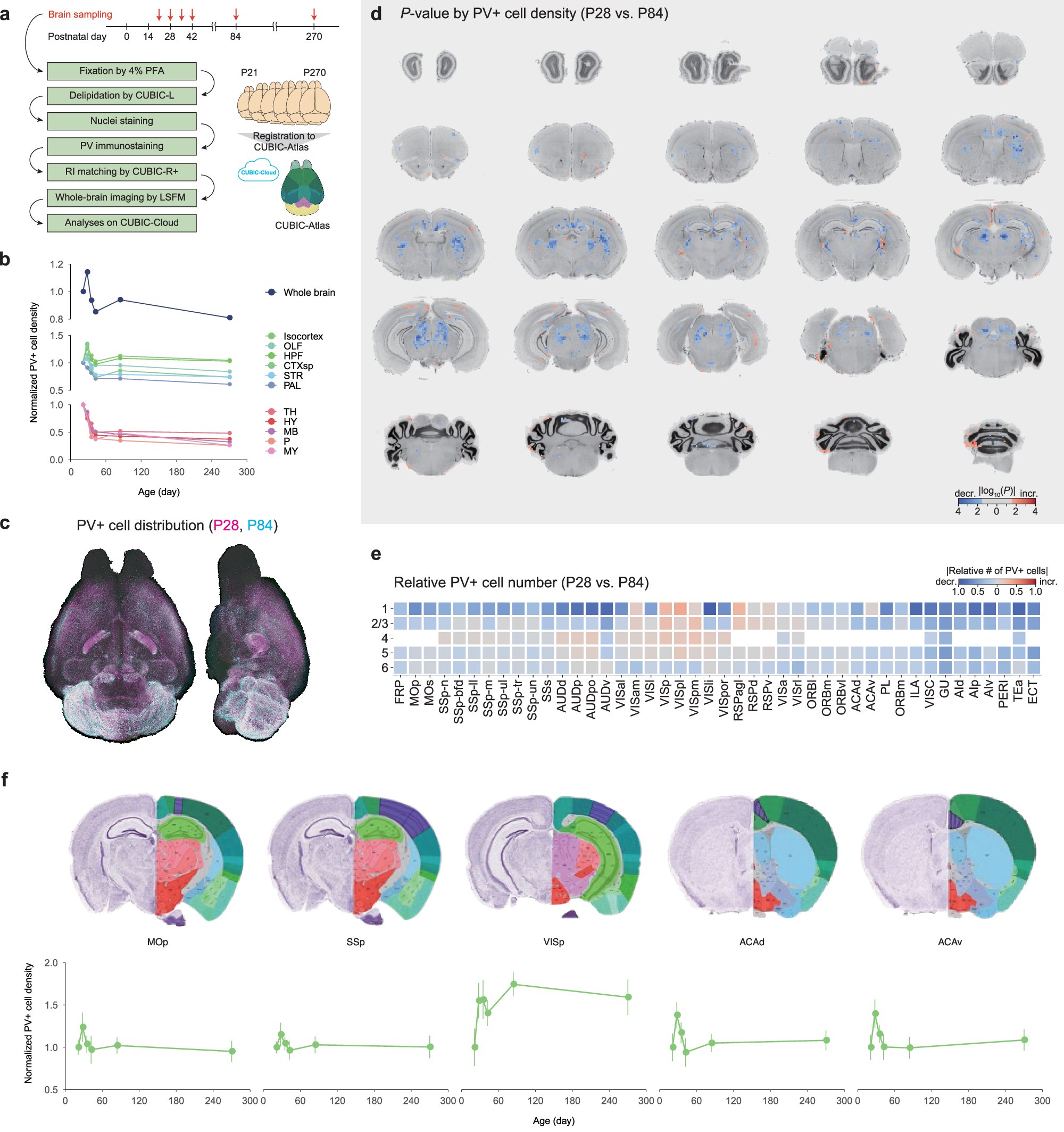 Fig. 2: PV-neuron distribution is altered along with development.