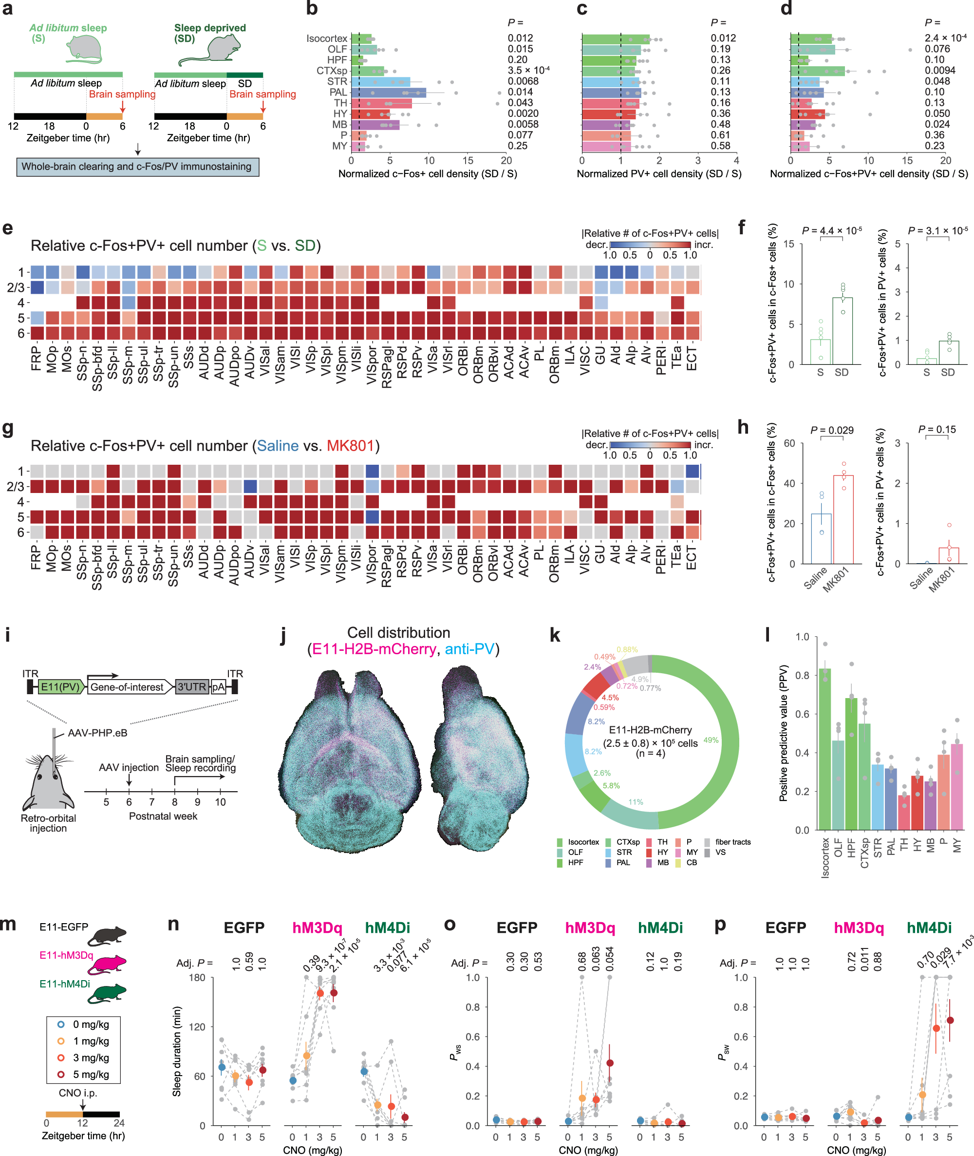 Fig. 3: Activation of PV-enhancer-targeted (E11) neurons induces a rebound-sleep-like state.
