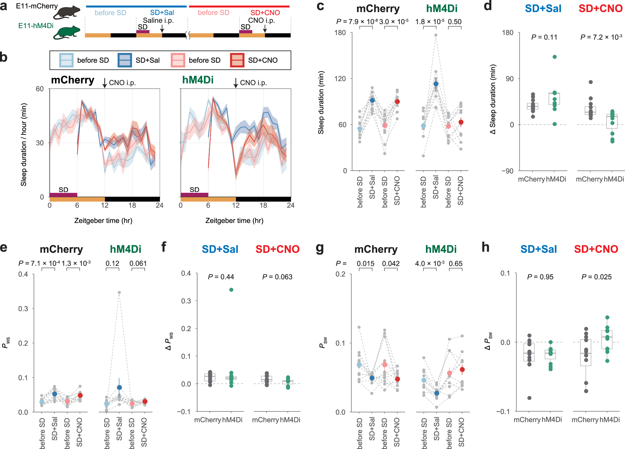 Fig. 4: Suppression of E11 neurons inhibits rebound sleep.