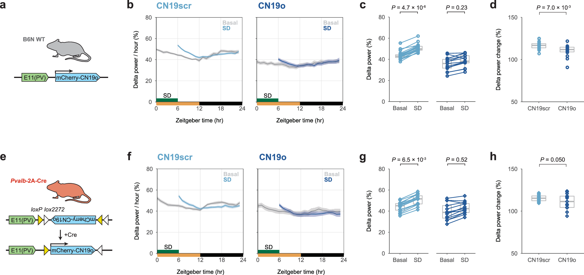 Fig. 6: Inhibition of CaMKII activity in E11 neurons inhibits rebound in slow-wave activity.
