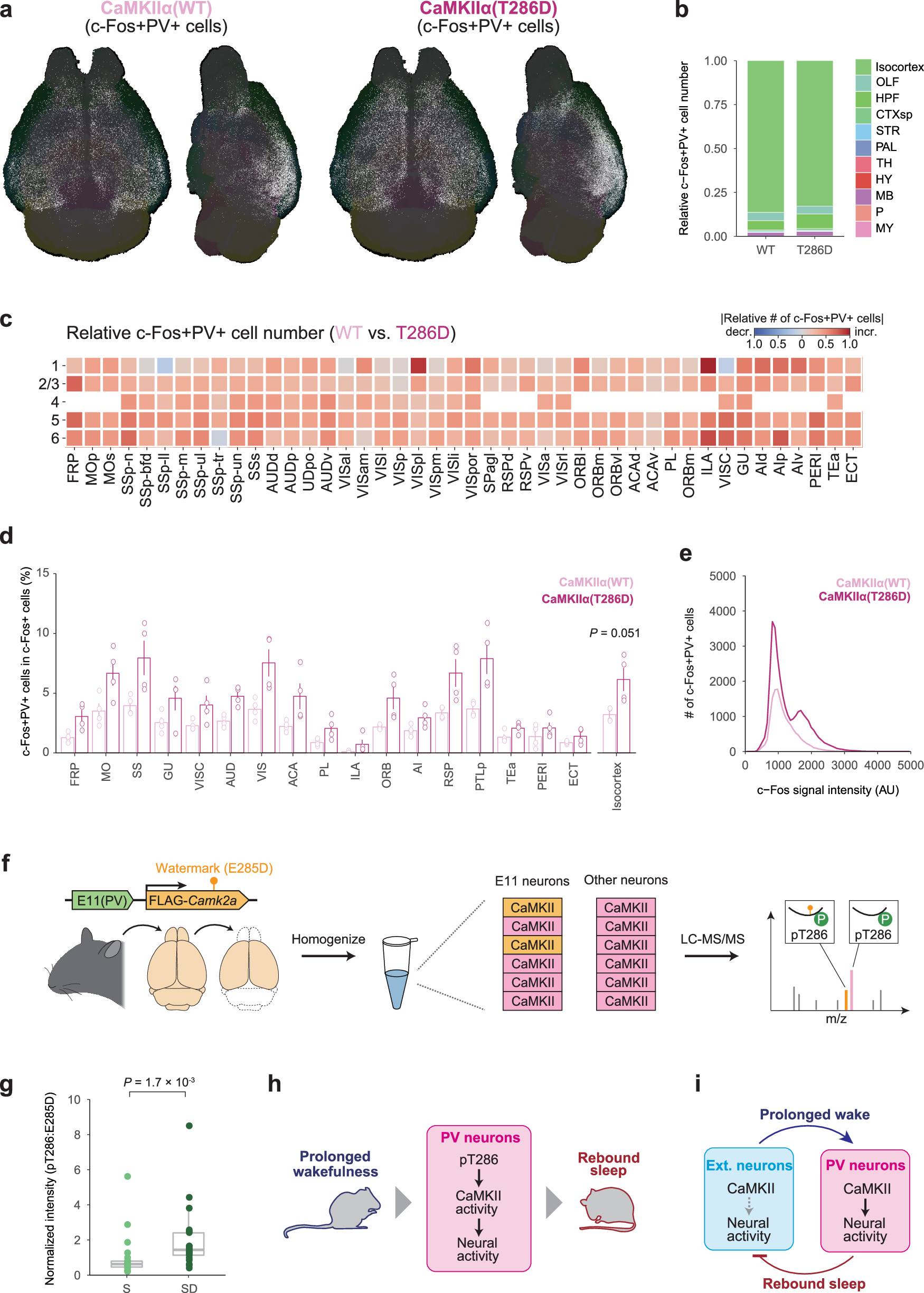 Fig. 8: CaMKII activity in E11 neurons reflects sleep need.