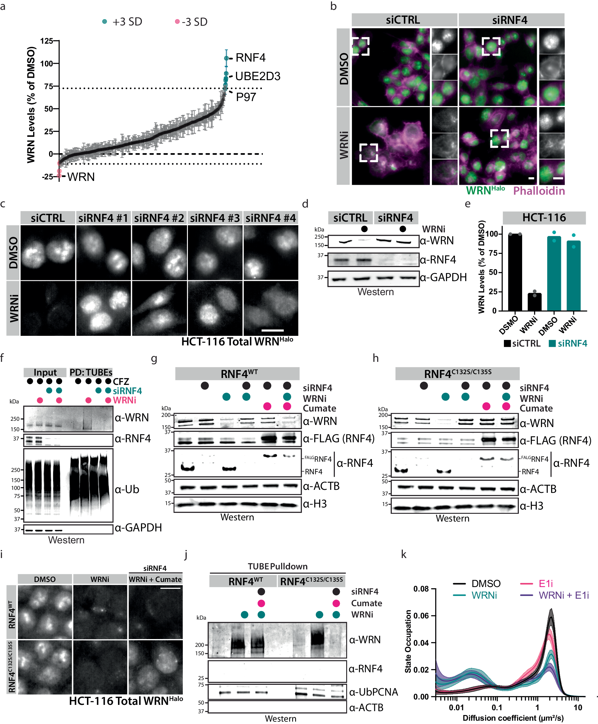 Fig. 4: Phenotypic siRNA screen identified RNF4 as the ubiquitin E3 ligase targeting WRN for degradation.