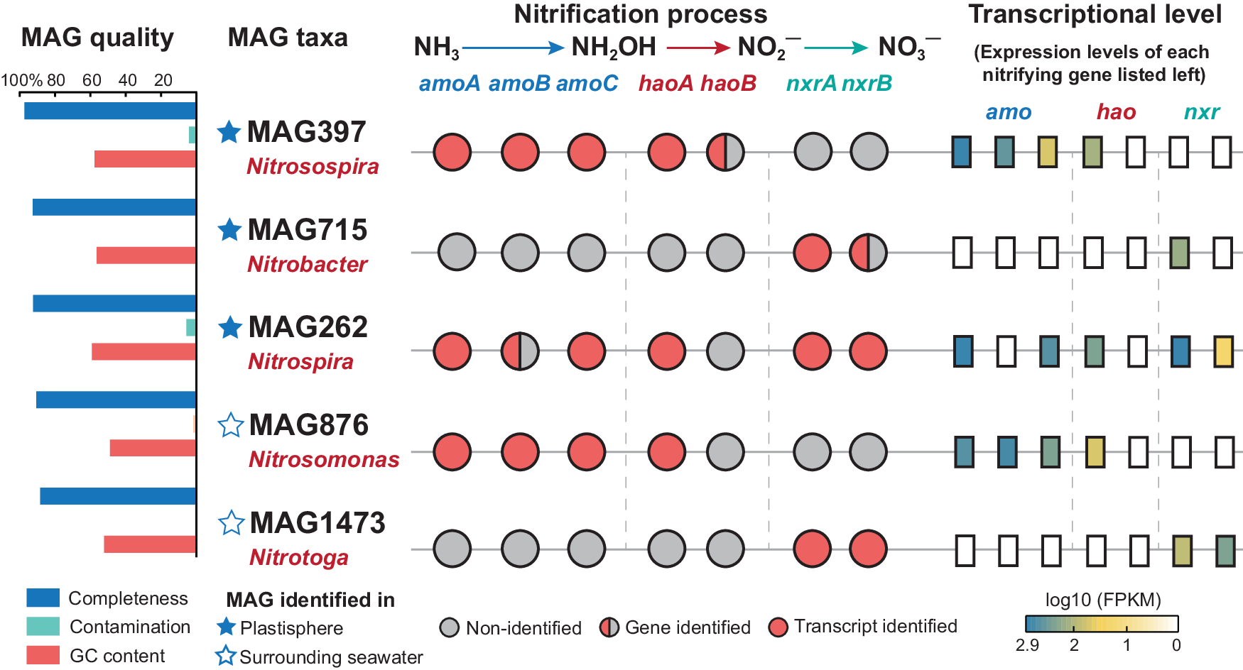 Fig. 5: Genomic and transcriptional information of the five MAGs associated with nitrification process in the plastisphere and the surrounding seawater.