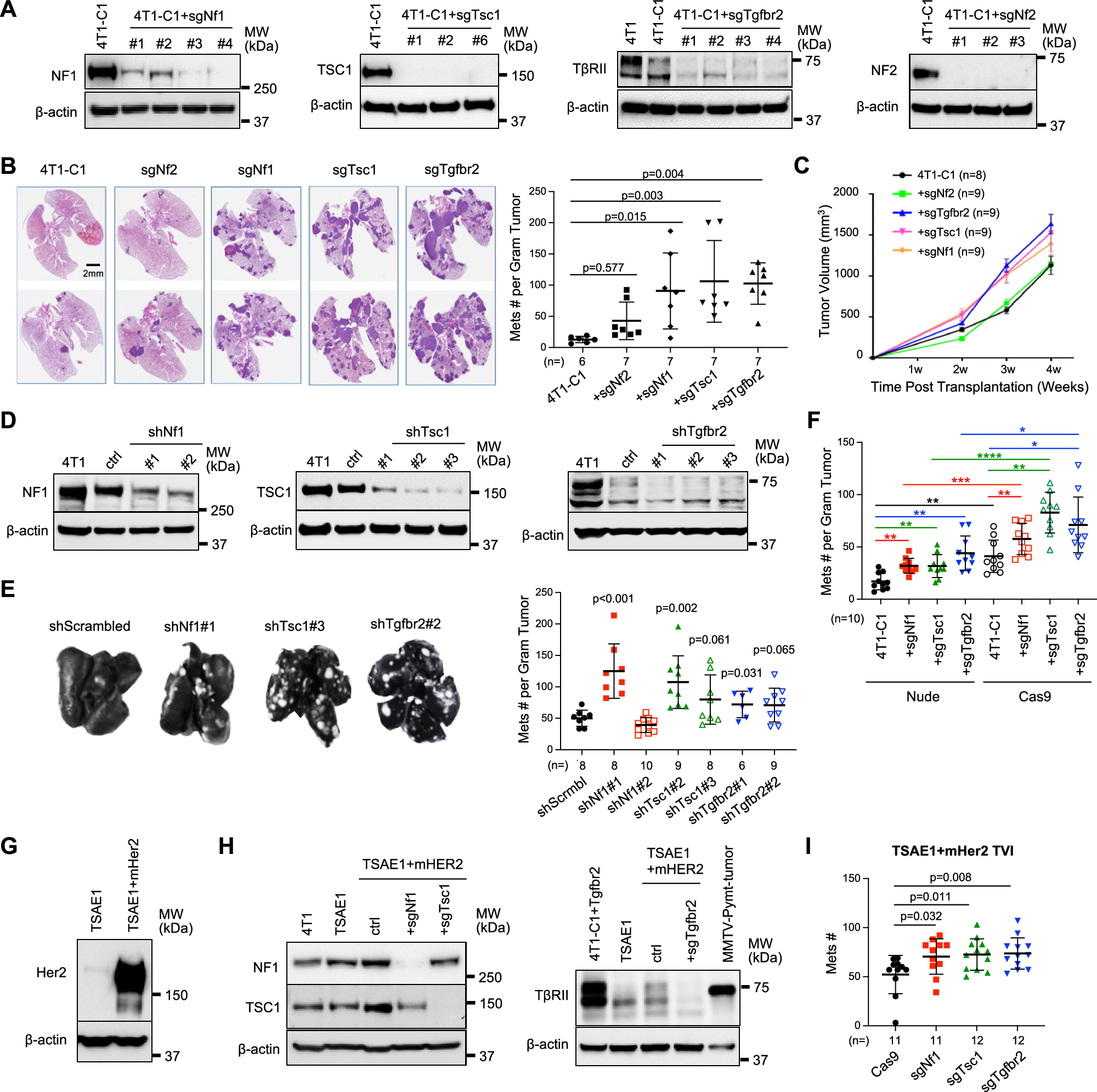 Fig. 3: Deletion of Nf1, Tsc1, or Tgfbr2 increased metastatic colonization.