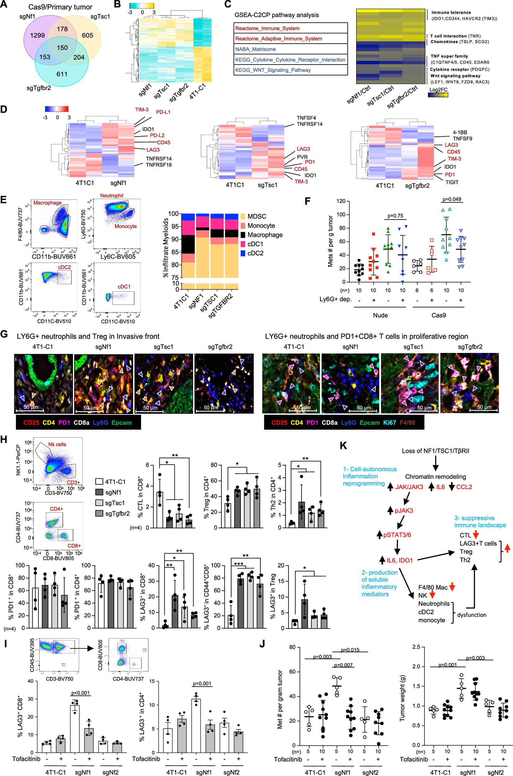 Fig. 6: The non-cell-autonomous role of NF1, TSC1, or TβRII through inflammation and immune regulation.