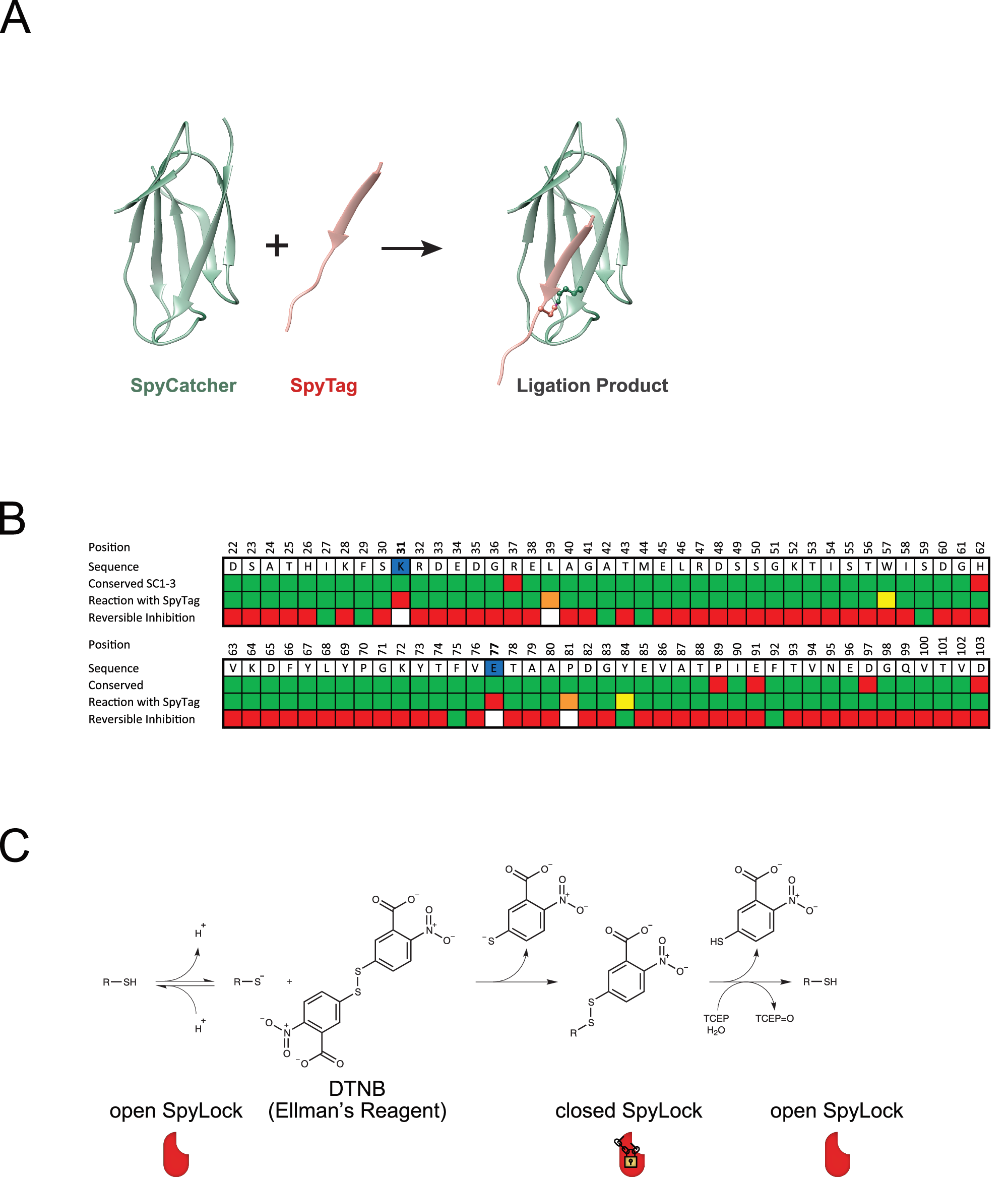 Fig. 1: Cysteine scan for reversibly inhibitable SpyCatcher003 mutants.