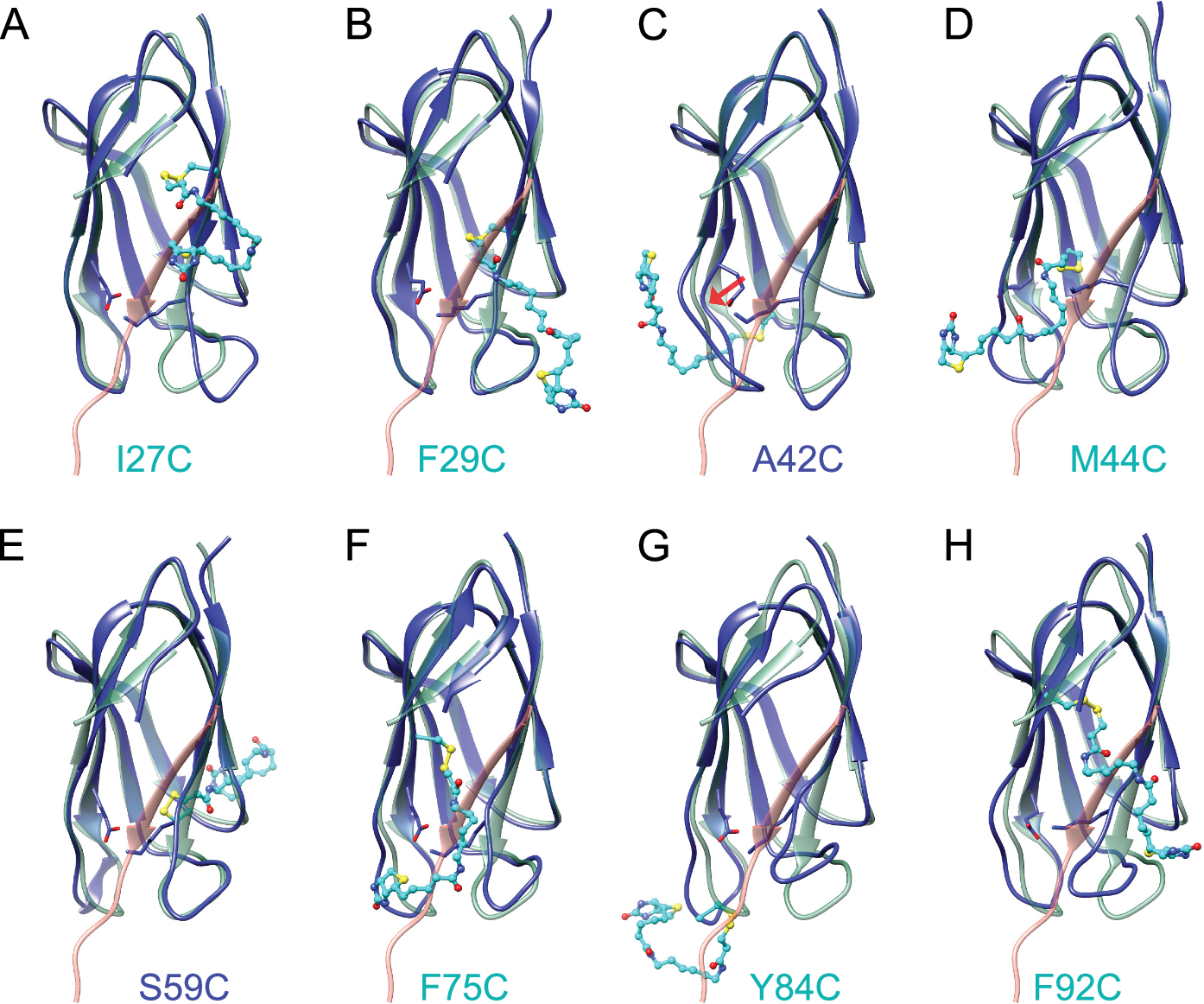 Fig. 4: Molecular modeling of modified SpyCatcher mutants.