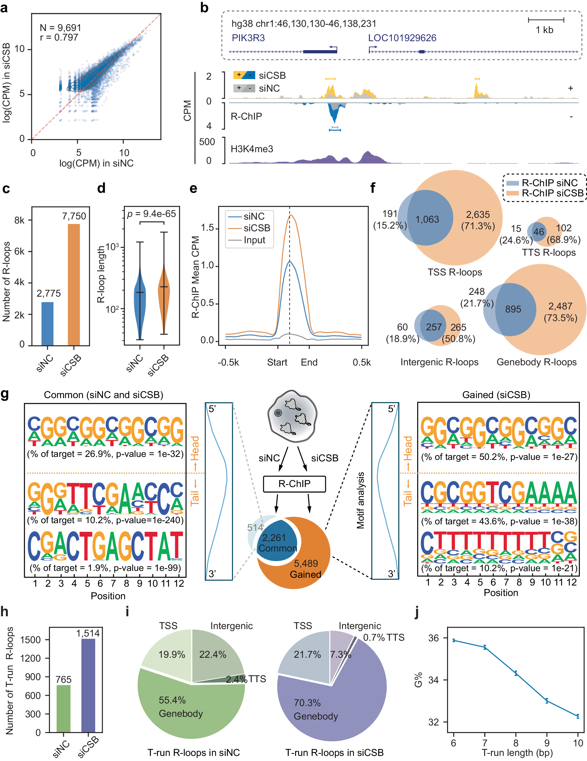 Cockayne Syndrome Linked to Elevated R-Loops Induced by Stalled RNA Polymerase II during Transcription Elongation | Nature Communications cockayne-syndrome-linked-to-elevated-r-loops-induced-by-stalled-rna-polymerase-ii-during-transcription-elongation-nature-communications