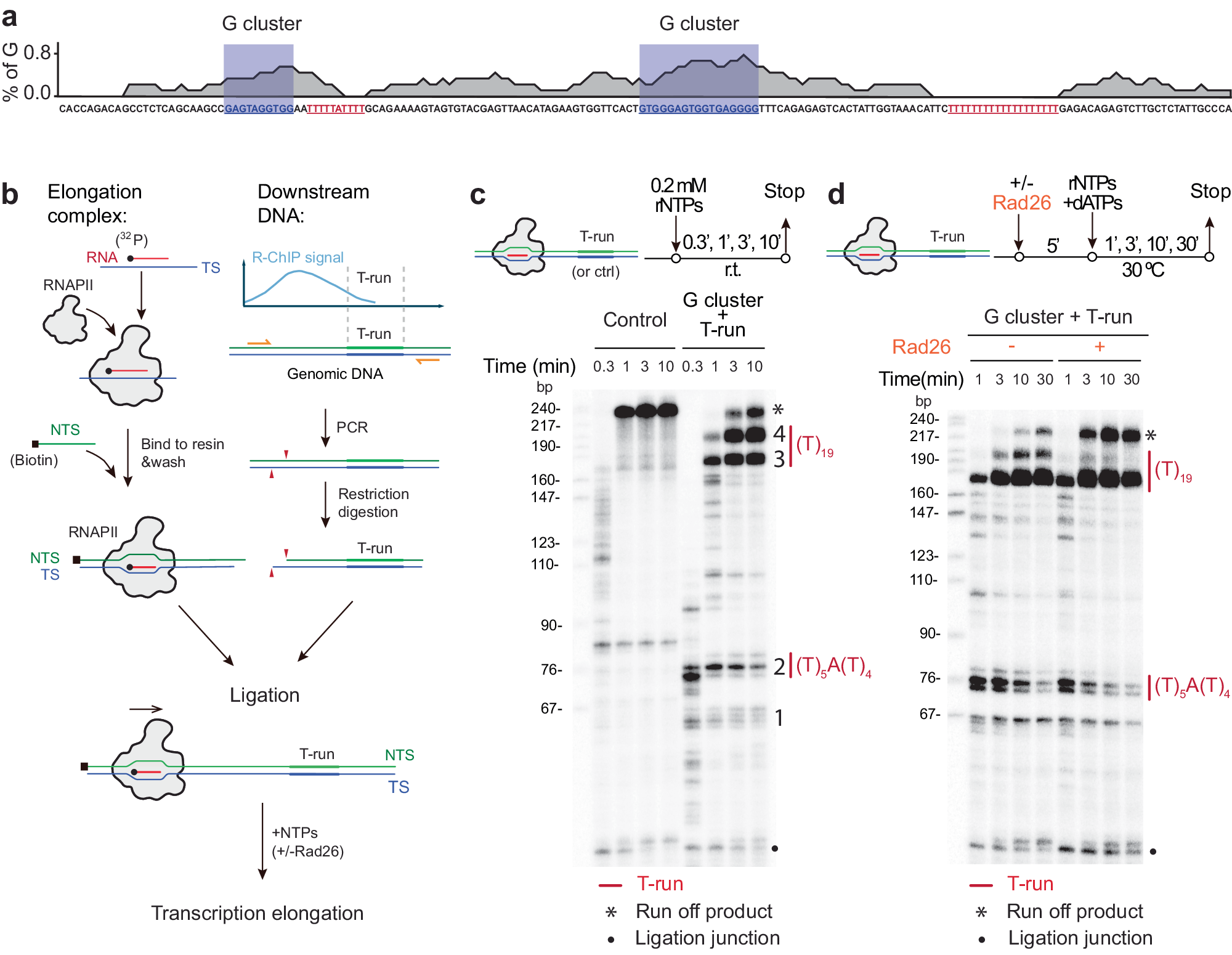 Fig. 3: CSB resolves RNAPII Pausing at T-runs.