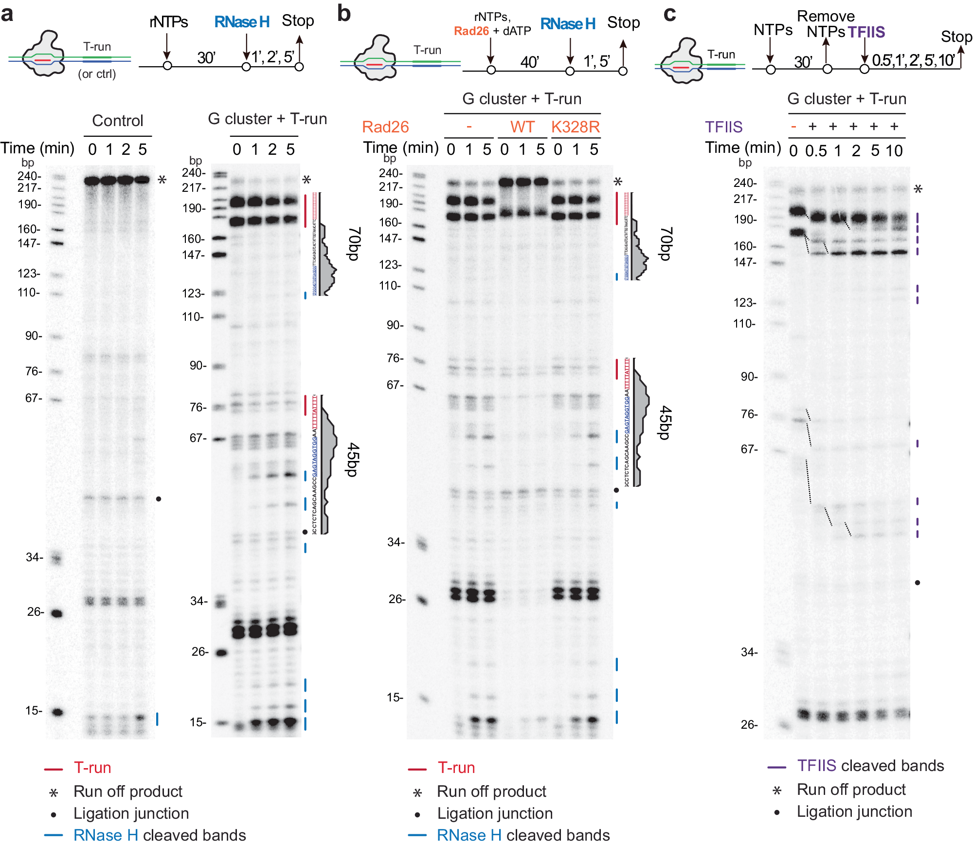 Fig. 4: CSB prevents R-loop formation induced by paused RNAPII at T-run.