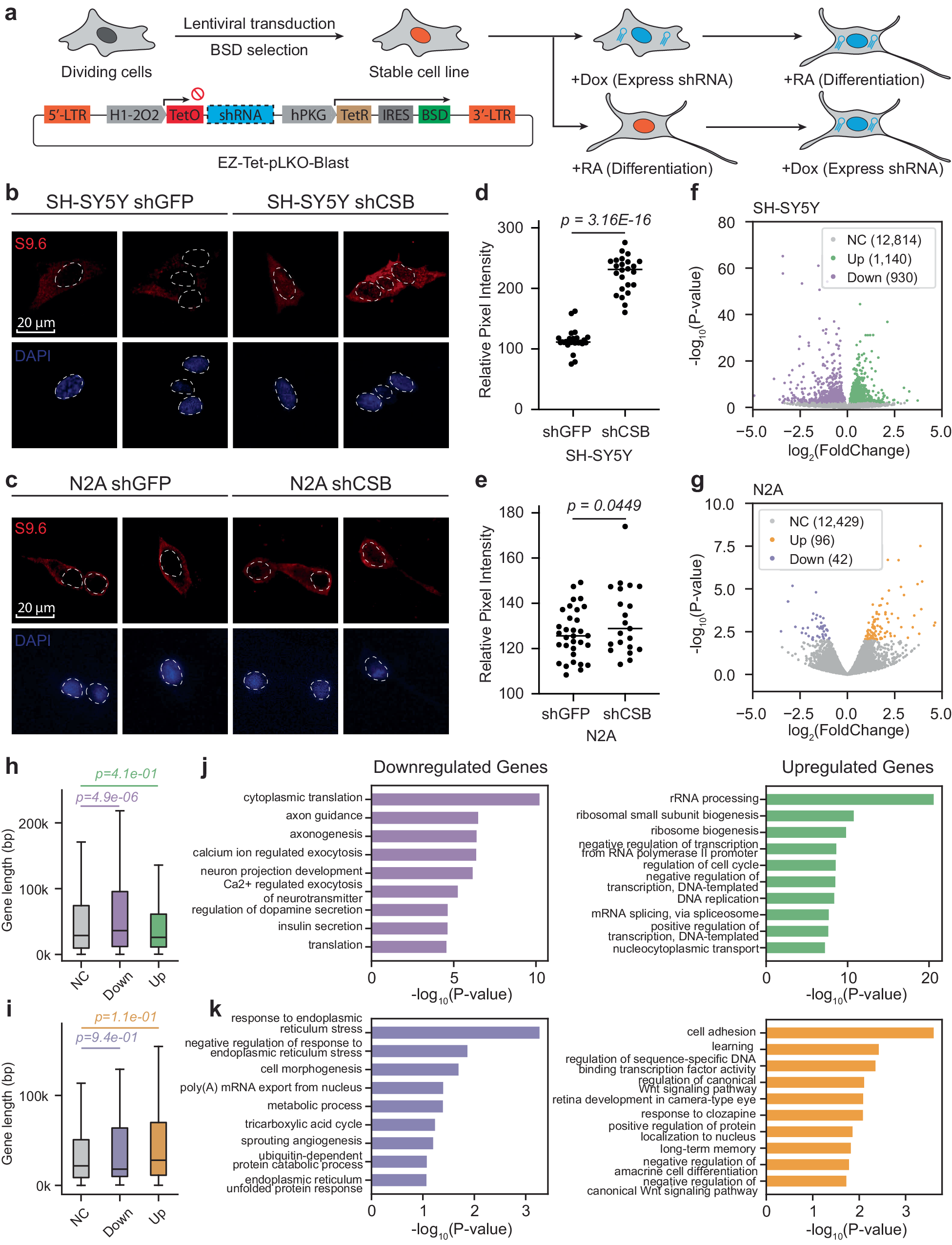 Fig. 6: CSB deficiency selectively impacts on R-loop formation and gene expression on mouse and human neuronal cell lines.