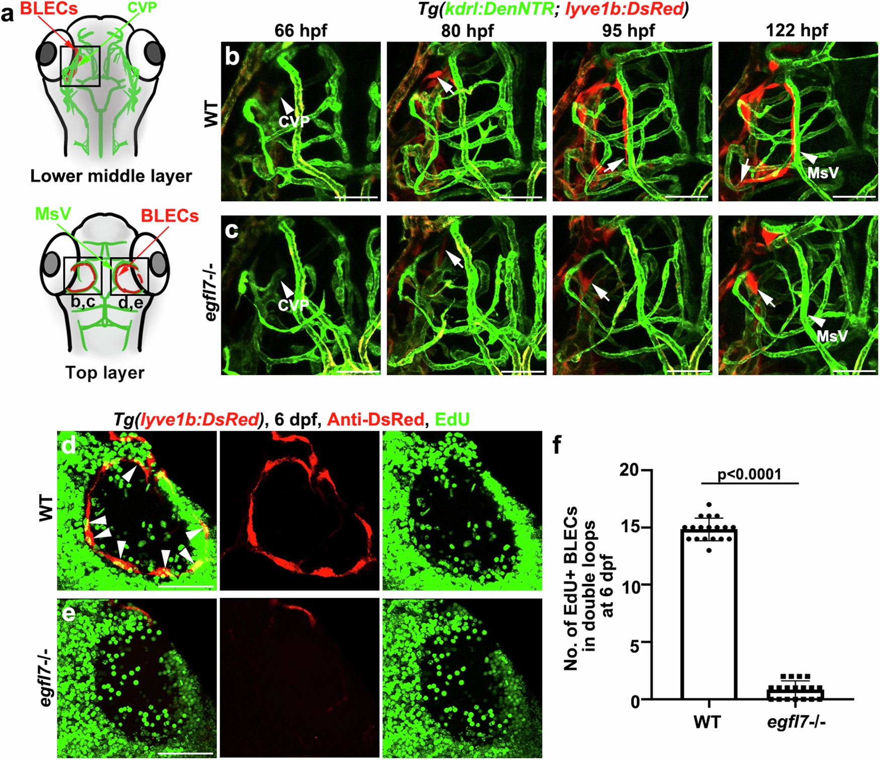 Fig. 5: egfl7 is essential for the migration and proliferation of BLECs.