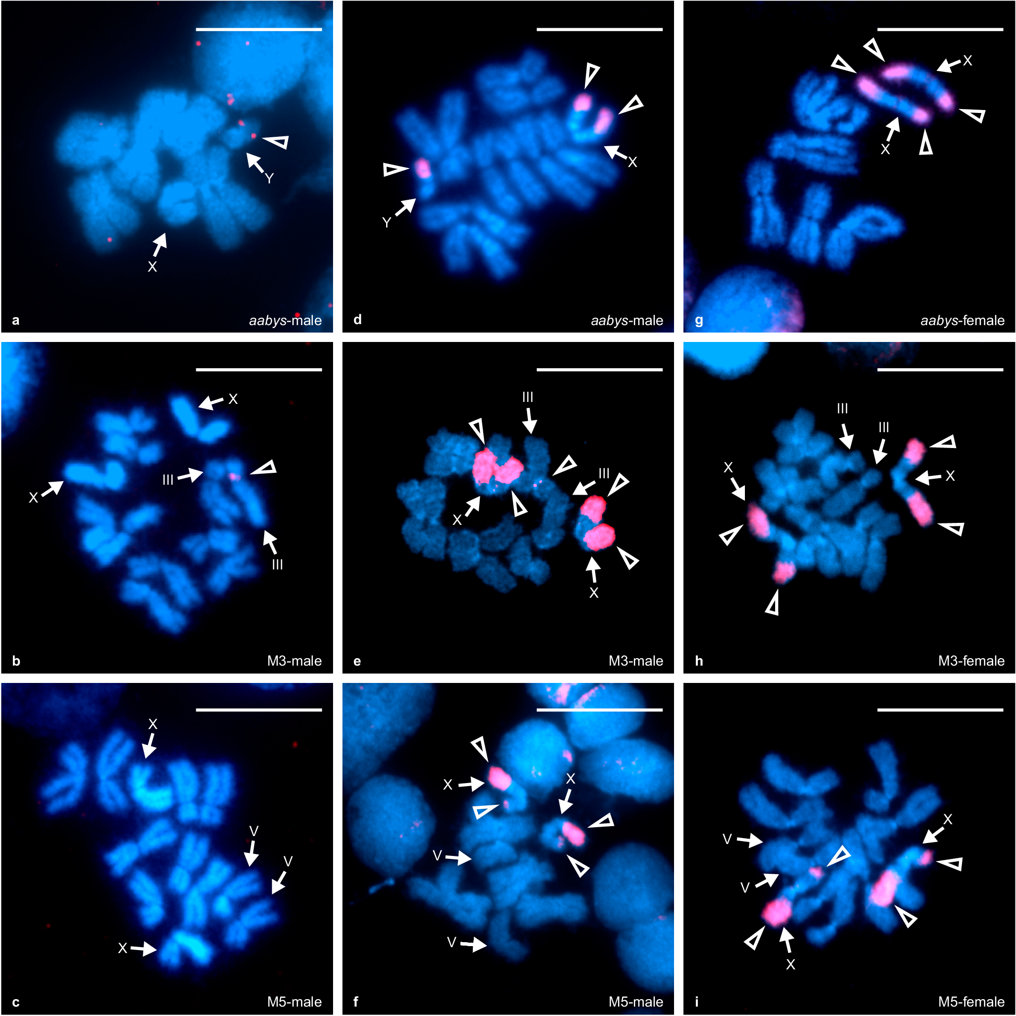Fig. 2: FISH localization of M-loci and sex chromosome-associated repeat regions.