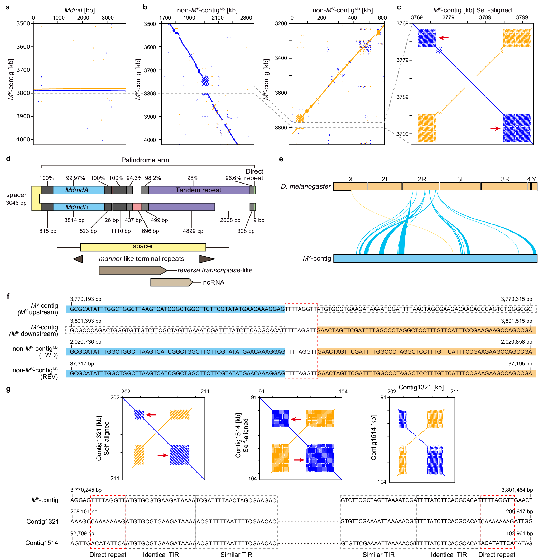 Fig. 3: The genomic structure and transposon-like signatures of MV.