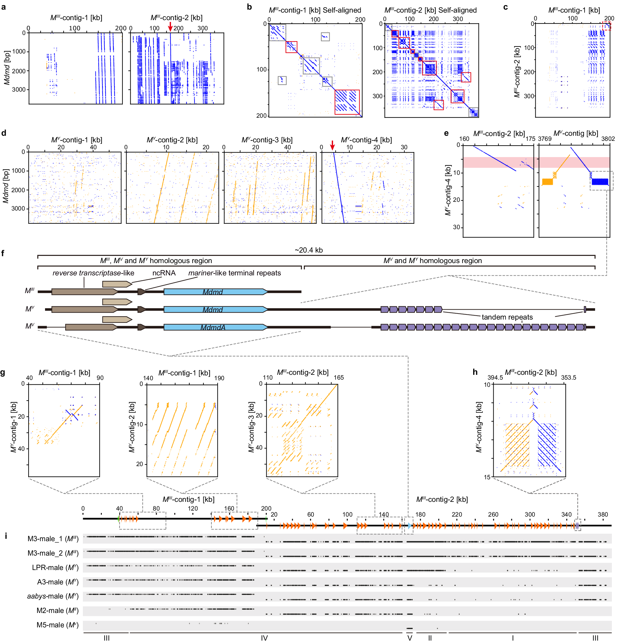 Fig. 4: Genomic structure of MIII, MY and in comparison to MII, MV loci.