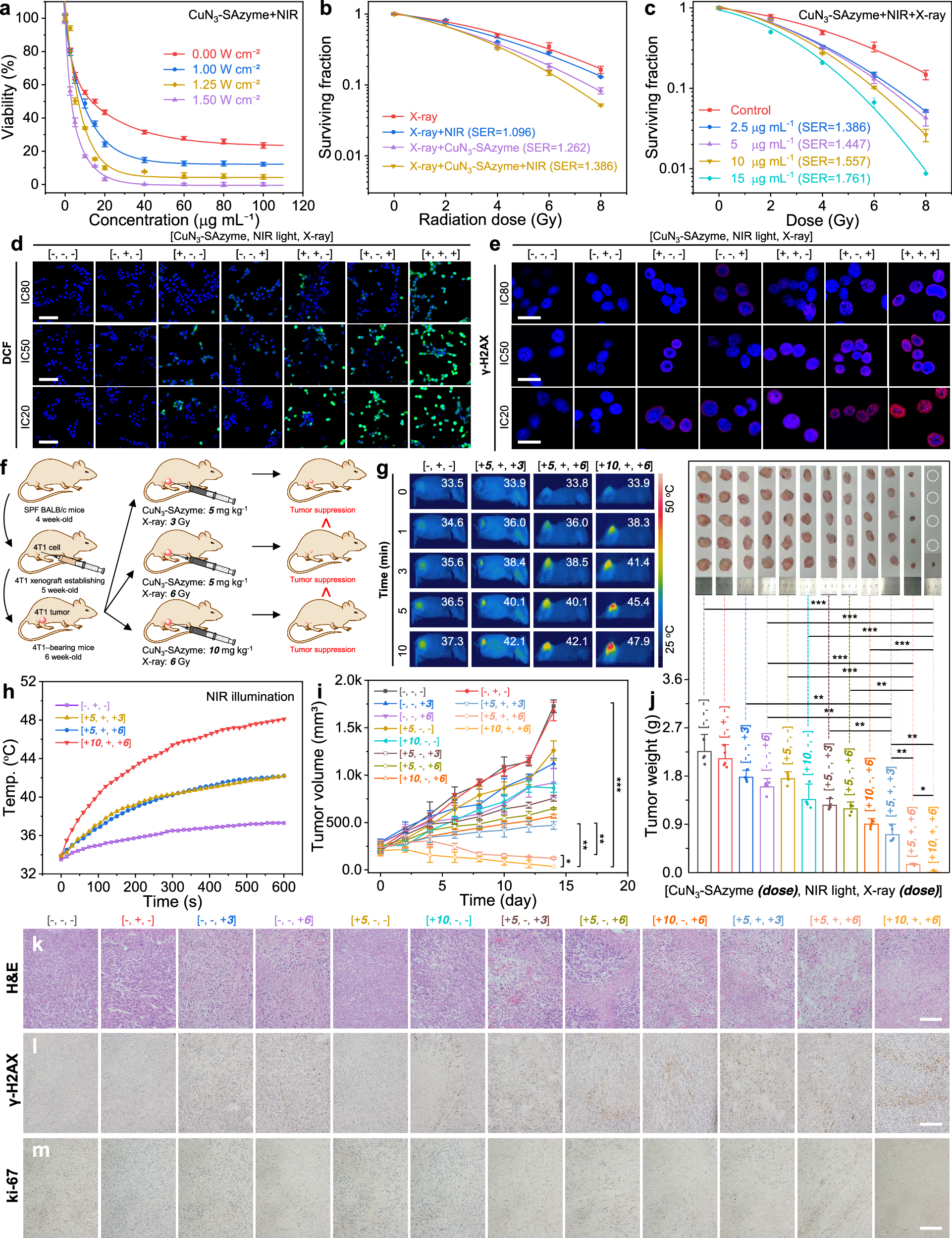 Fig. 5: In vitro and in vivo enhanced radio-enzymatic therapy by CuN3-SAzyme.