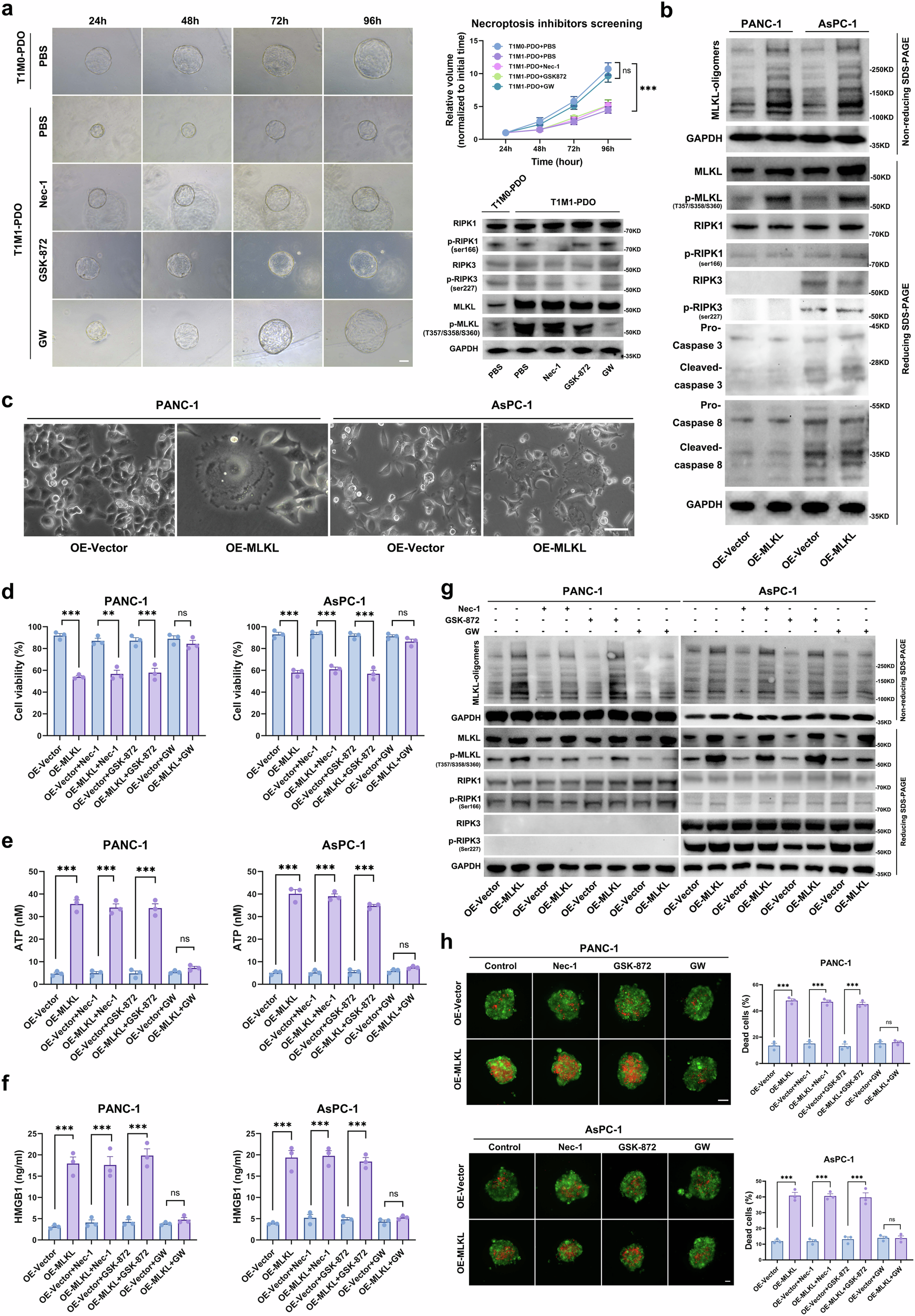 Fig. 2: Necroptosis mediated by an aberrant elevation of MLKL is RIPK3-independent.