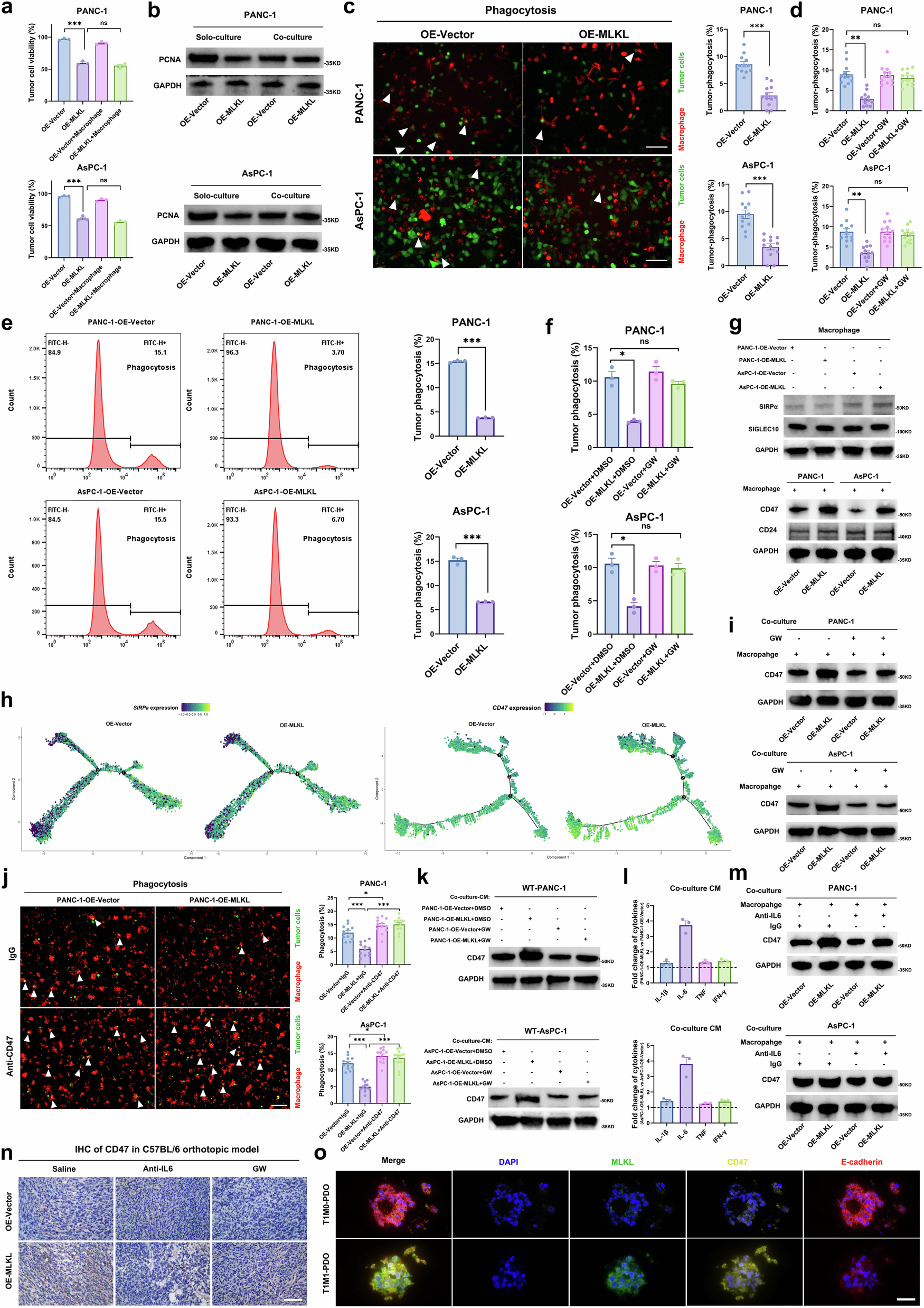 Fig. 5: MLKL-driven necroptosis induces phagocytosis resistance by enhancing tumour CD47 ‘don’t eat me’ signal.