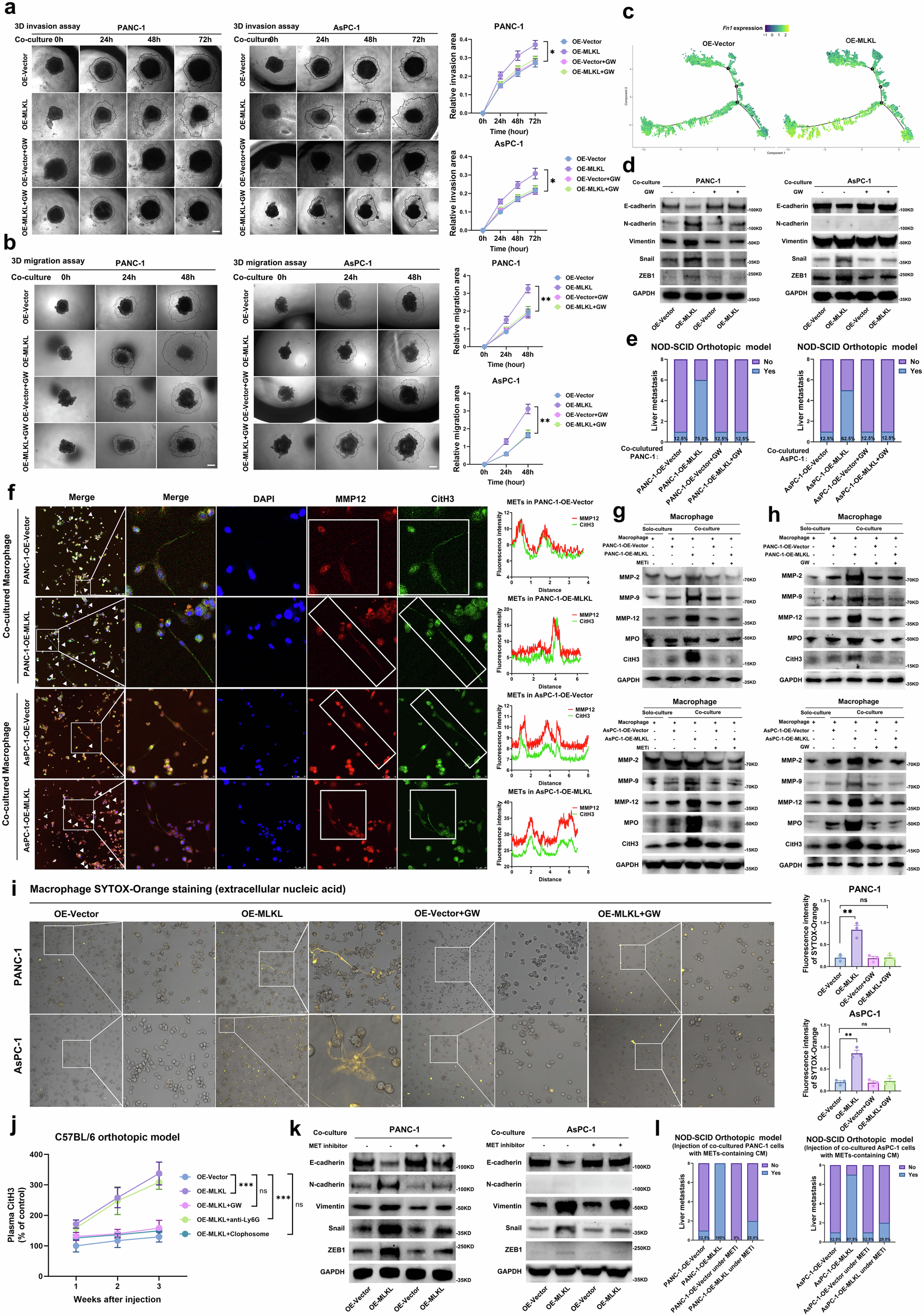 Fig. 6: MLKL-driven necroptosis induces METs formation to promote tumour metastasis.