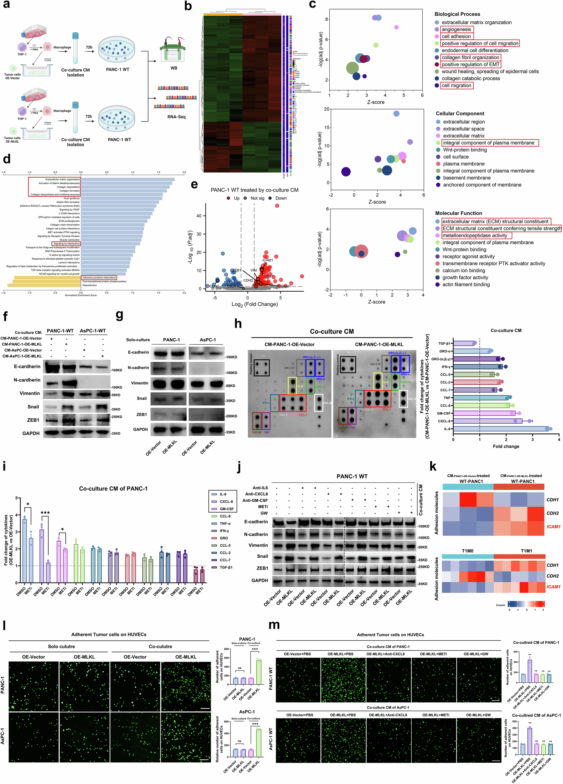Fig. 7: METs promote metastatic capacity through the CXCL8/CXCR pathway, promoting the EMT and endothelial adhesion capacity of tumour cells.