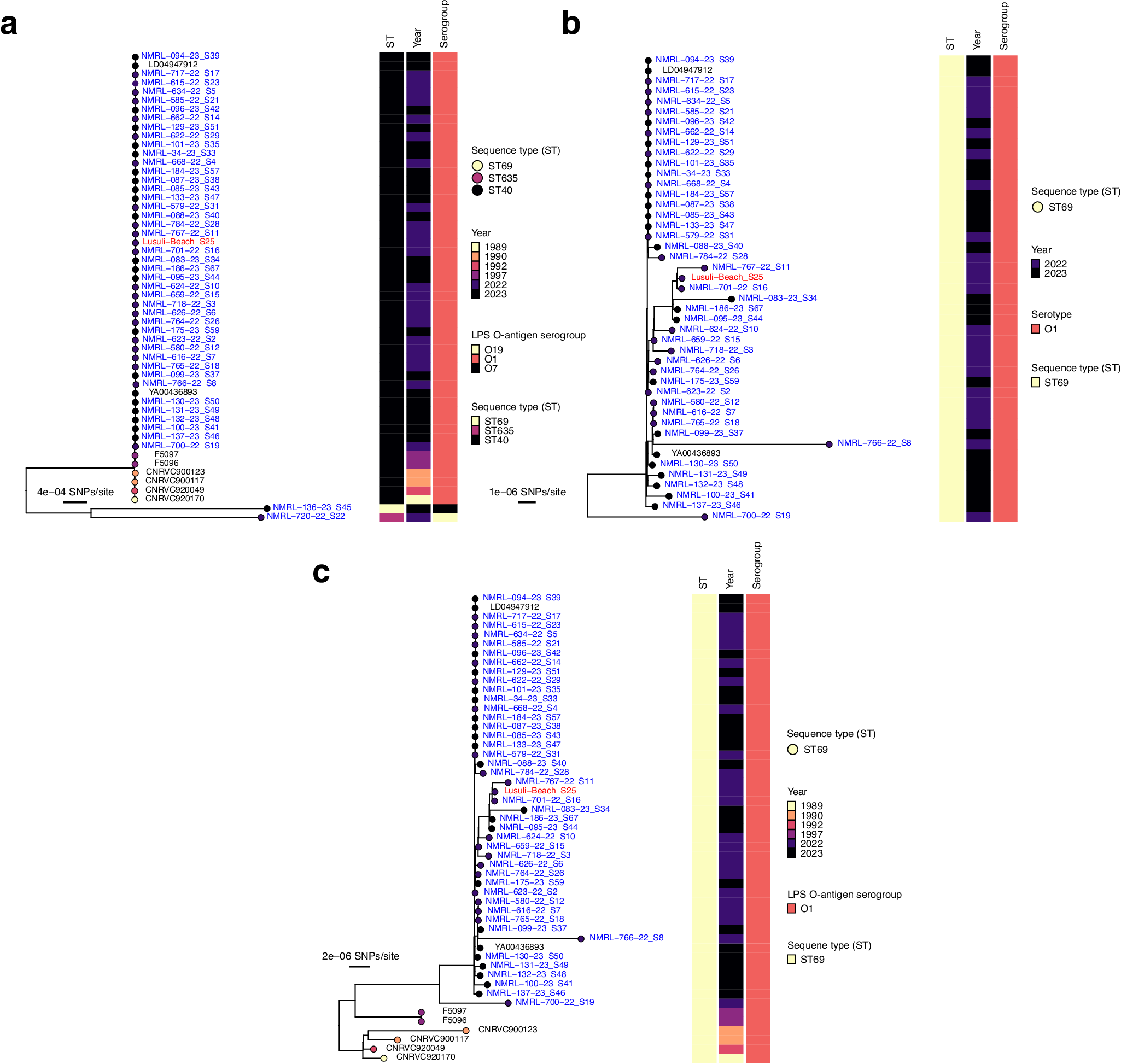 Fig. 2: Genetic relatedness of the V. cholerae isolates from the 2022–2023 outbreak and the historical isolates from the late 1980s and 1990s in Malawi.