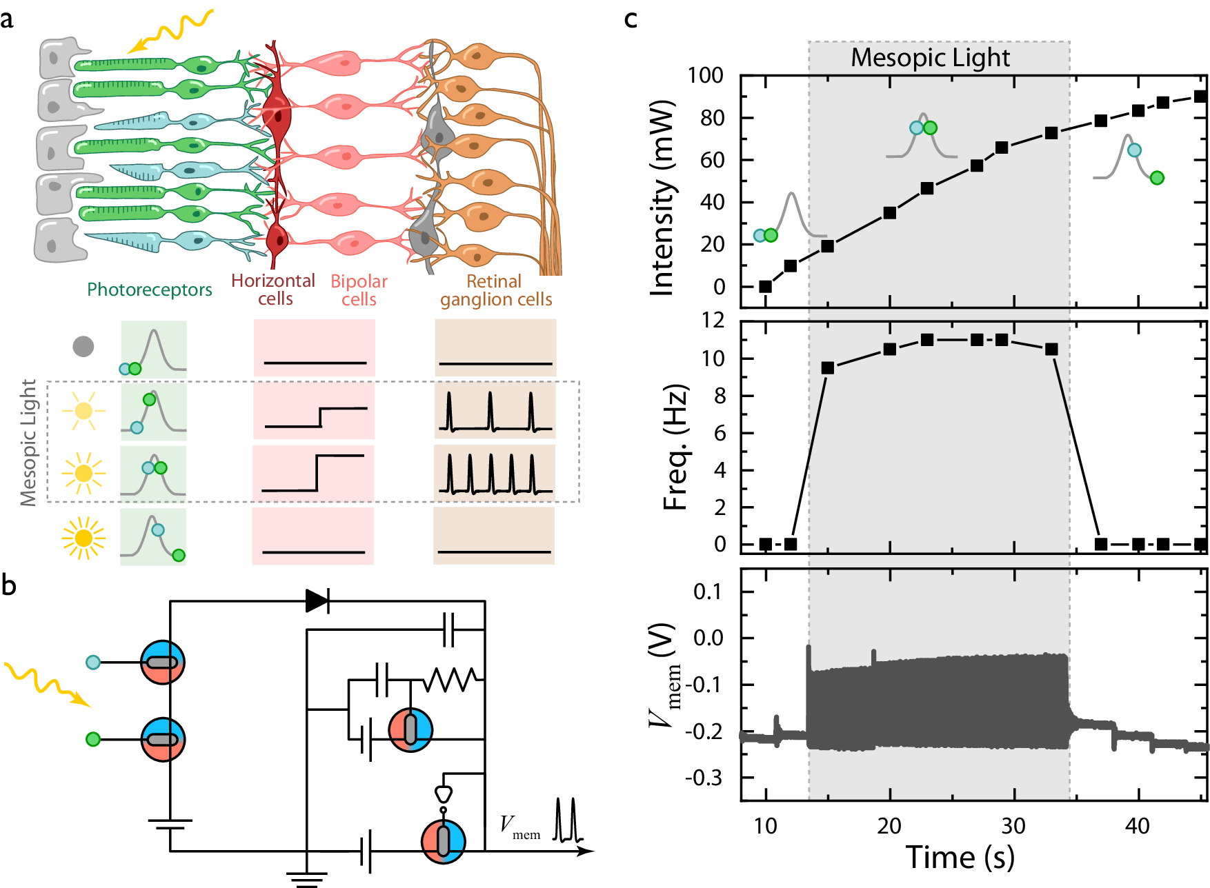 Fig. 5: Retinomorphic pathway using neuromorphic elements.