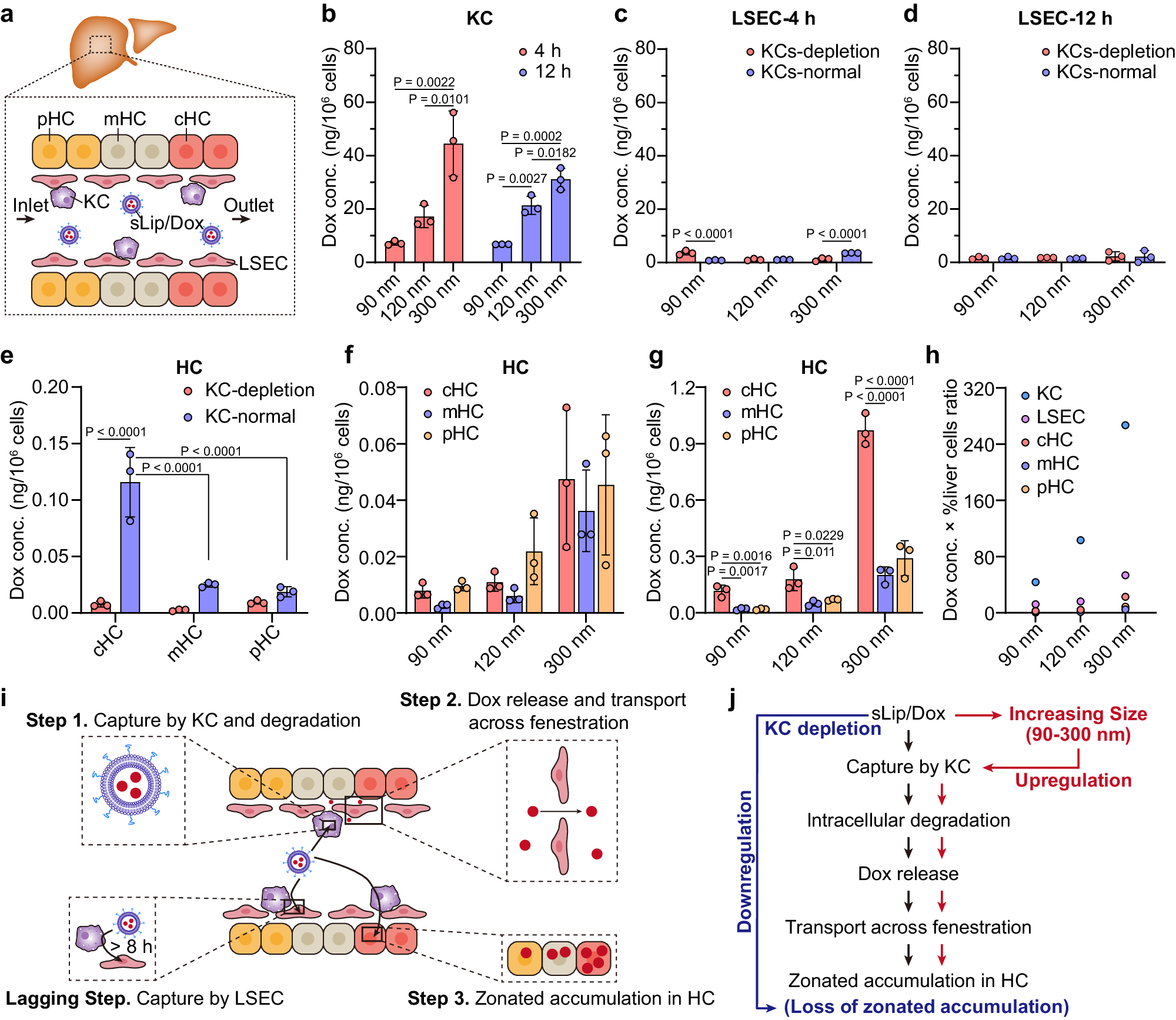 Fig. 3: Mechanism exploration for intercellular transport of sLip/Dox in liver.