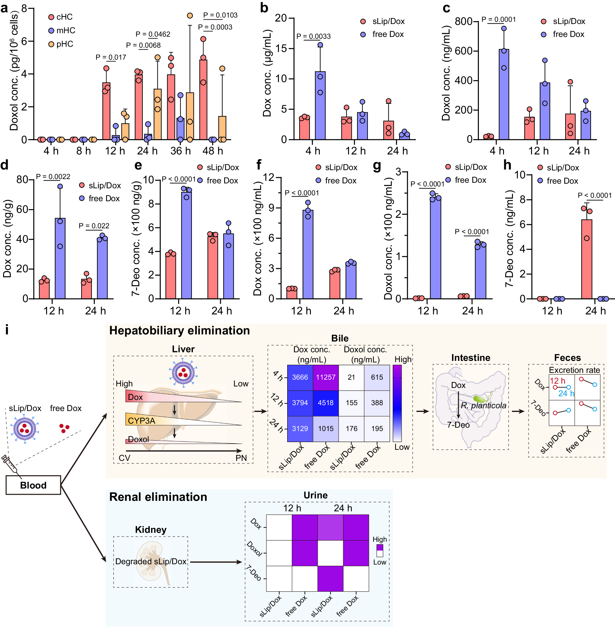 Fig. 4: Effect of liposomes encapsulation on metabolism and excretion of Dox.