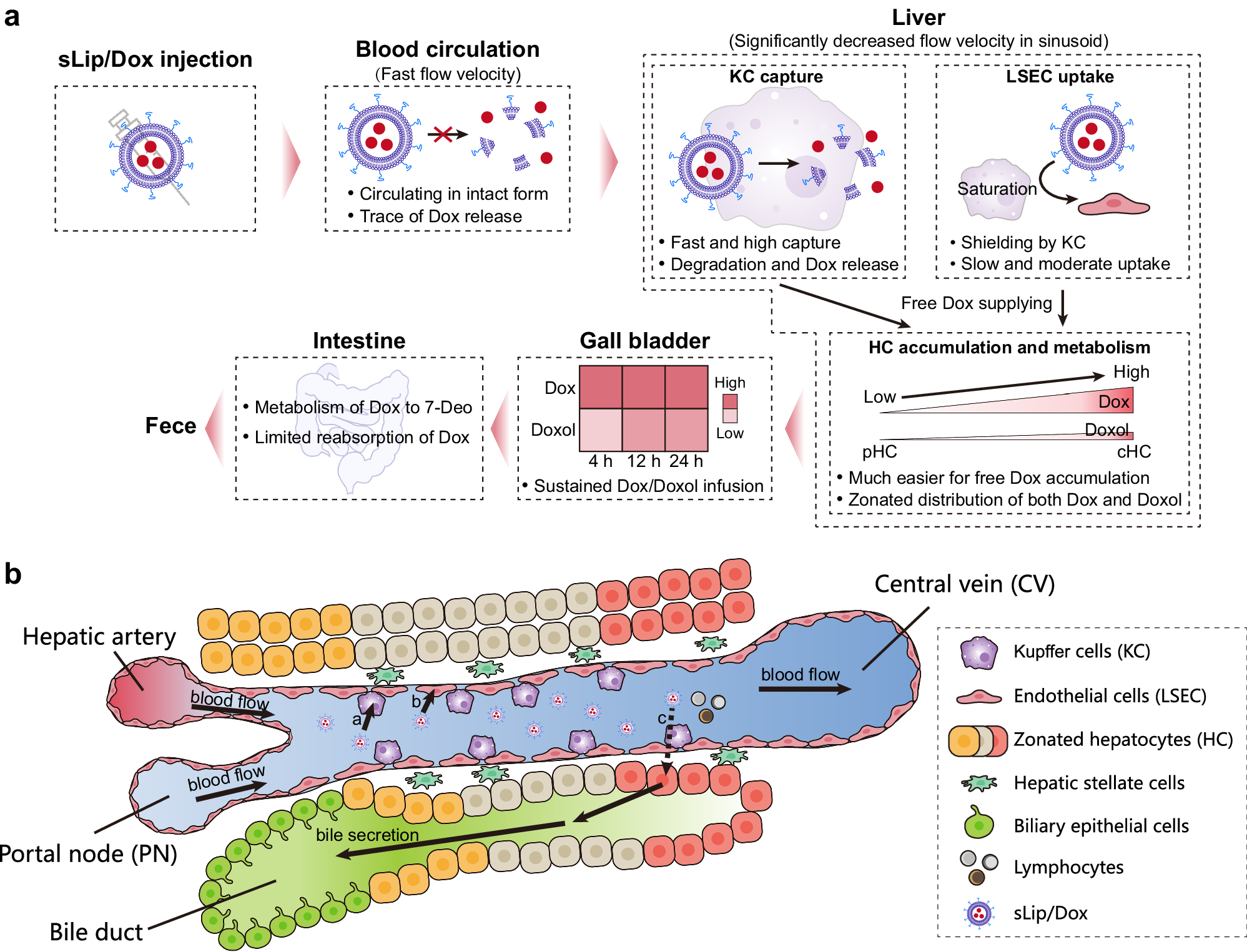Fig. 6: A scheme diagram of intrahepatic cellular interaction of sLip/Dox from blood circulation and following excretion.